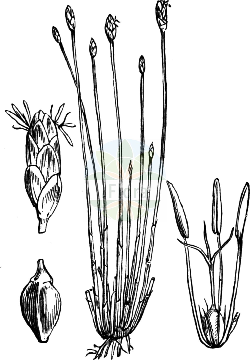 Historische Abbildung von Eleocharis multicaulis (Vielstängelige Sumpfbinse - Many-stalked Spike-Rush). Das Bild zeigt Blatt, Bluete, Frucht und Same. ---- Historical Drawing of Eleocharis multicaulis (Vielstängelige Sumpfbinse - Many-stalked Spike-Rush). The image is showing leaf, flower, fruit and seed.(Eleocharis multicaulis,Vielstängelige Sumpfbinse,Many-stalked Spike-Rush,Eleocharis multicaulis,Scirpus multicaulis,Vielstaengelige Sumpfbinse,Vielstengelige Sumpfbinse,Many-stalked Spike-Rush,Many-stemmed Spikerush,Eleocharis,Sumpfbinse,Spikerush,Cyperaceae,Sauergräser,Sedge family,Blatt,Bluete,Frucht,Same,leaf,flower,fruit,seed,Fitch et al. (1880))