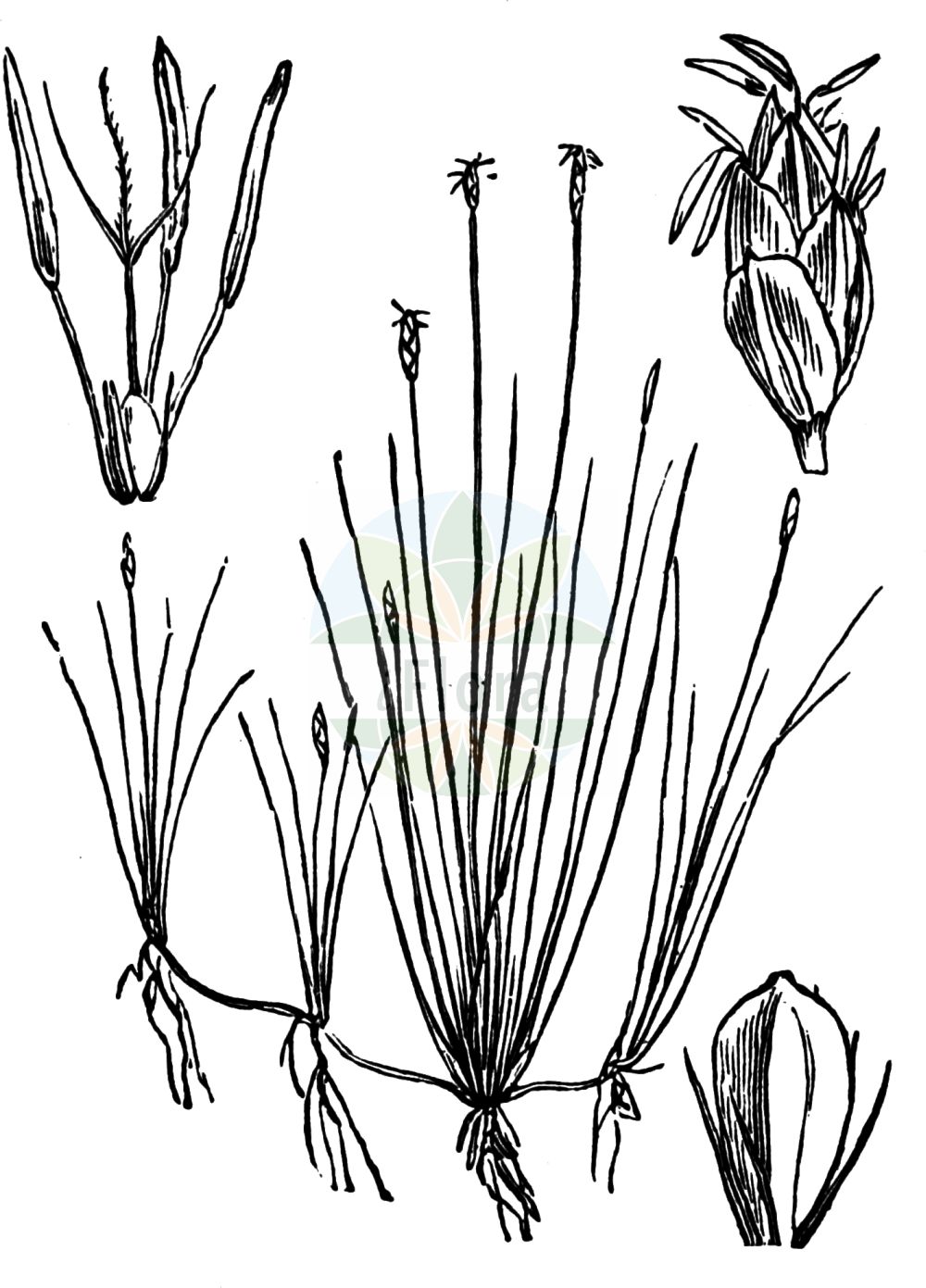 Historische Abbildung von Eleocharis acicularis (Nadel-Sumpfbinse - Needle Spike-rush). Das Bild zeigt Blatt, Bluete, Frucht und Same. ---- Historical Drawing of Eleocharis acicularis (Nadel-Sumpfbinse - Needle Spike-rush). The image is showing leaf, flower, fruit and seed.(Eleocharis acicularis,Nadel-Sumpfbinse,Needle Spike-rush,Eleocharis acicularis,Scirpus acicularis,Nadel-Sumpfbinse,Nadelbinse,Needle Spike-rush,Slender Spikerush,Eleocharis,Sumpfbinse,Spikerush,Cyperaceae,Sauergräser,Sedge family,Blatt,Bluete,Frucht,Same,leaf,flower,fruit,seed,Fitch et al. (1880))