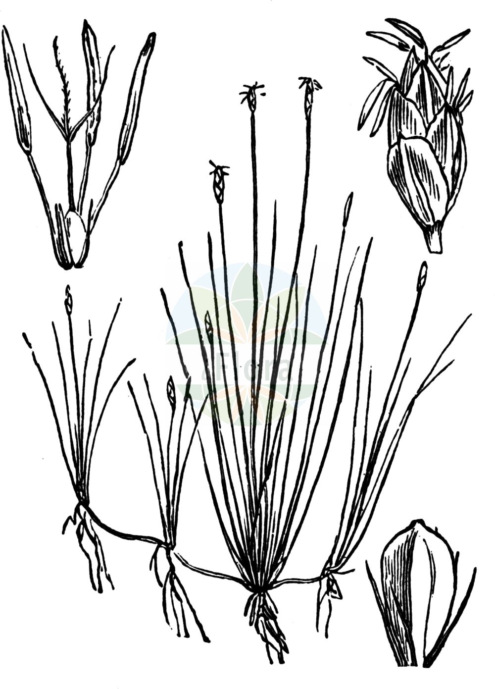 Eleocharis acicularis - Cyperaceae,Plantae,Pteridobiotina,Angiosperms,Poales,Cyperaceae,Eleocharis,Eleocharis acicularis,Chaetocyperus acicularis, Clavula acicularis, Cyperus acicularis, Eleocharis acicularis f. acicularis, Eleocharis acicularis f. submersa, Eleocharis acicularis var. fluitans, Eleocharis acicularis var. typica, Isolepis acicularis, Limnochloa acicularis, Mariscus acicularis, Scirpidium aciculare, Scirpus acicularis, Scirpus acicularis f. submersa, Trichophyllum aciculare,Nadel-Sumpfsimse;Nadel-Sumpfried;Nadel-Sumpfbinse;Nadelbinse;needle spike-rush;spikesedge;éléocharide aciculaire;slender spikerush;Héléocharis épingle;héléocharis aciculaire;éléocharis épingle;scirpe en épingle;scirpe épingle;souchet en épingle;junco de espiga;cirpo de aguja;junquillo;Giunchina aghiforme;capitello;naald-waterbies;naaldwaterbies;болотница игольчатая;ситняк игольчатый;cücesaz;eleokarë;četverobridna jezernica;nålsäv;nåle-sumpstrå;ponikło austriackie;matsubai;マツバイ;iglasta sita;apró csetkáka;bahnička jehlovitá;ситняг голчастий;иглеста блатница;nõelalss;adatu pameldrs;nålsevaks;hapsiluikka;игличаста зуква;игличаста сита;adatinis duonis