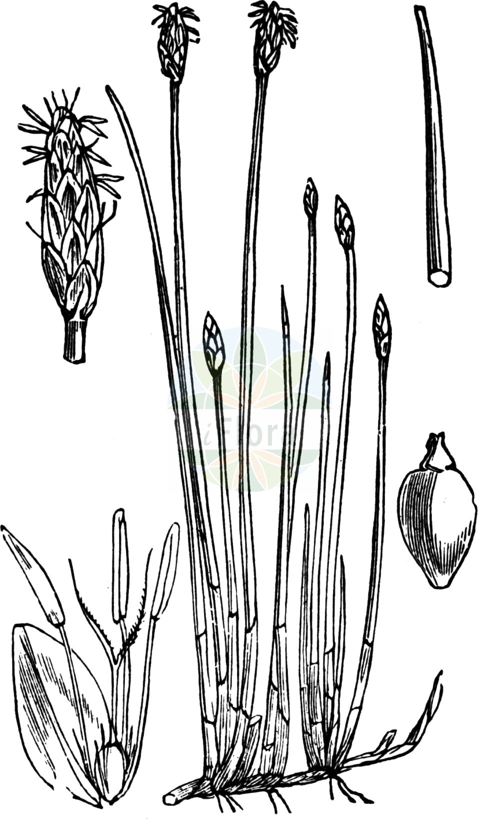 Historische Abbildung von Eleocharis palustris agg. (Gewöhnliche Sumpfbinse - Common Spike-rush). Das Bild zeigt Blatt, Bluete, Frucht und Same. ---- Historical Drawing of Eleocharis palustris agg. (Gewöhnliche Sumpfbinse - Common Spike-rush). The image is showing leaf, flower, fruit and seed.(Eleocharis palustris agg.,Gewöhnliche Sumpfbinse,Common Spike-rush,Gewoehnliche Sumpfbinse,Gewoehnliche Sumpfbinse,Grossfruechtige Gewoehnliche Sumpfbinse,Kleinfruechtige Gewoehnliche Sumpfbinse,Common Spike-rush,Eleocharis,Sumpfbinse,Spikerush,Cyperaceae,Sauergräser,Sedge family,Blatt,Bluete,Frucht,Same,leaf,flower,fruit,seed,Fitch et al. (1880))