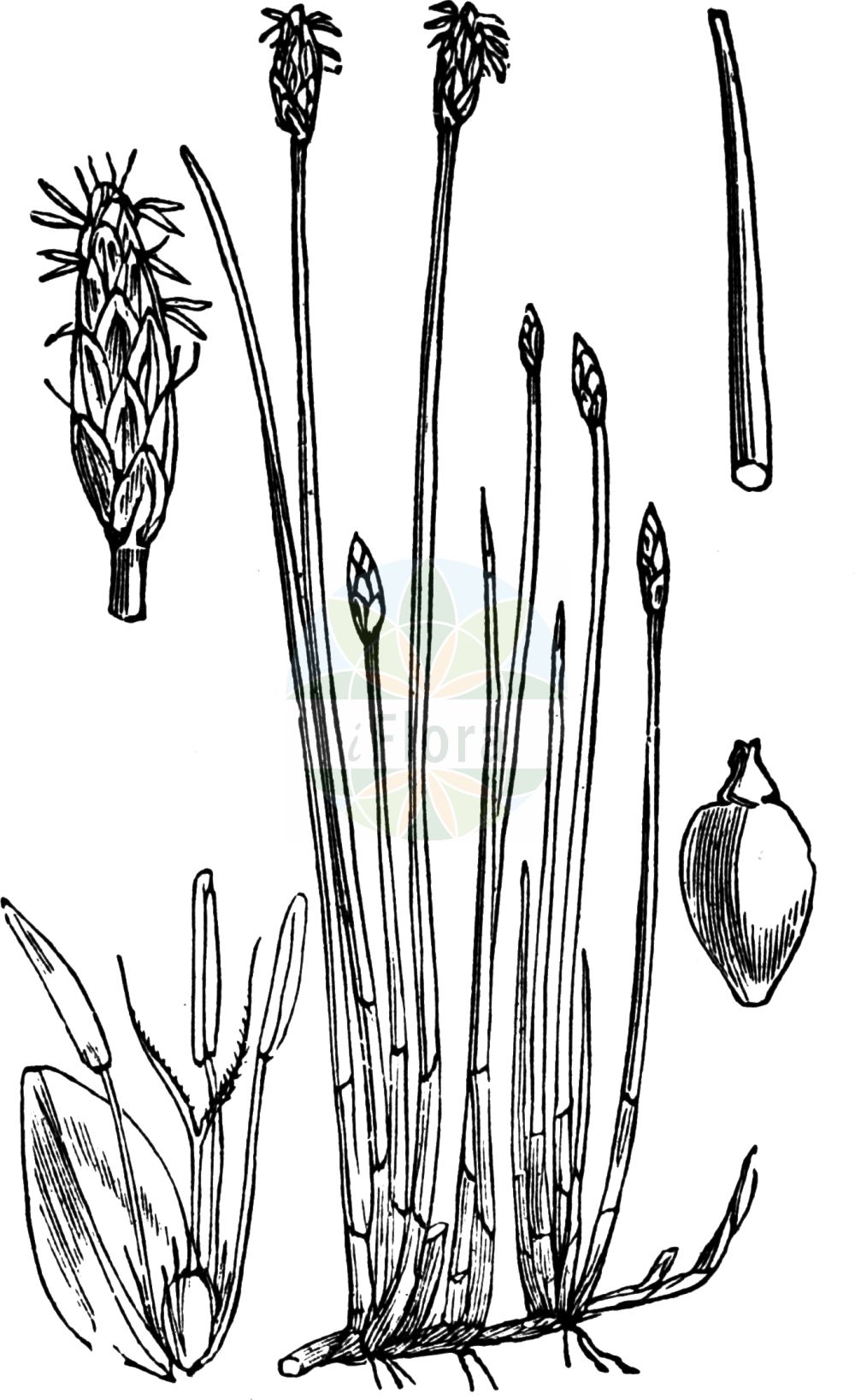 Eleocharis - Cyperaceae,Biota,Plantae,Pteridobiotina,Tracheophyta,Liliopsida,Poales,Cyperaceae,Eleocharis,Baeothryon, Bulbostylis, Chaetocyperus, Chamaegyne, Chillania, Chlorocharis, Clavula, Egleria, Elaeocharis, Eleogenus, Heleocharis, Heliocharis, Helonema, Limnocharis, Limnochloa, Megadenus, Scirpidium, Trichophyllum, Websteria