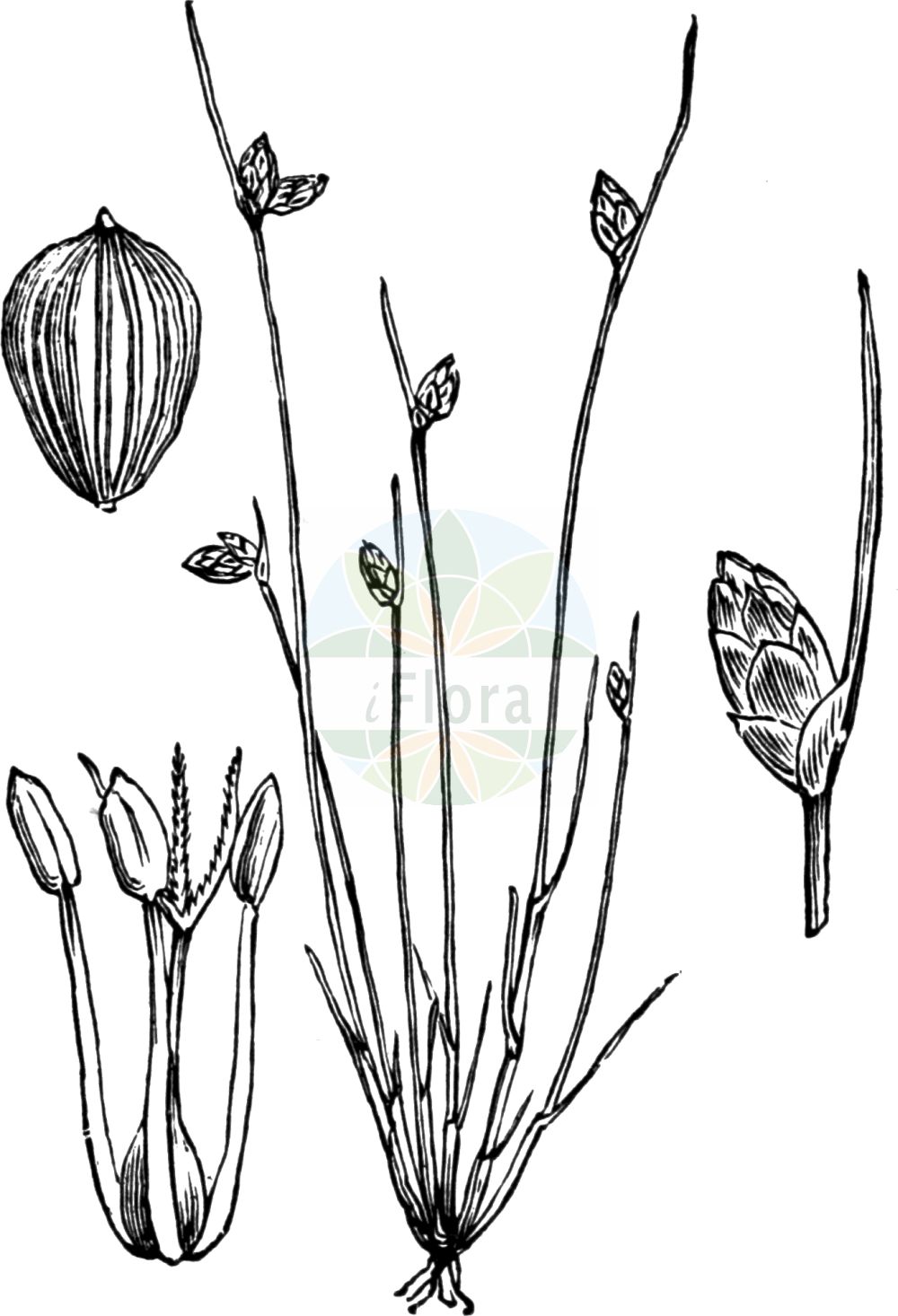 Historische Abbildung von Isolepis setacea (Borstige Moorbinse - Bristle Club-rush). Das Bild zeigt Blatt, Bluete, Frucht und Same. ---- Historical Drawing of Isolepis setacea (Borstige Moorbinse - Bristle Club-rush). The image is showing leaf, flower, fruit and seed.(Isolepis setacea,Borstige Moorbinse,Bristle Club-rush,Isolepis setacea,Scirpus setaceus,Borstige Moorbinse,Borsten-Moorbinse,Borstige Schuppensimse,Bristle Club-rush,Bristleleaf Bulrush,Isolepis,Moorbinse,Bulrush,Cyperaceae,Sauergräser,Sedge family,Blatt,Bluete,Frucht,Same,leaf,flower,fruit,seed,Fitch et al. (1880))