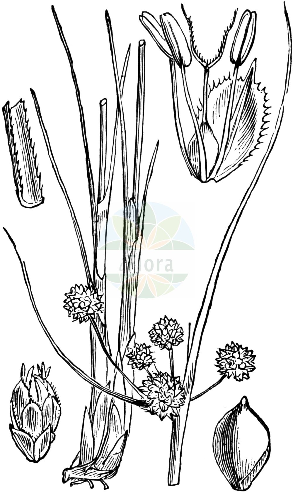 Historische Abbildung von Scirpoides holoschoenus (Gewöhnliche Kugelsimse - Round-headed Club-Rush). Das Bild zeigt Blatt, Bluete, Frucht und Same. ---- Historical Drawing of Scirpoides holoschoenus (Gewöhnliche Kugelsimse - Round-headed Club-Rush). The image is showing leaf, flower, fruit and seed.(Scirpoides holoschoenus,Gewöhnliche Kugelsimse,Round-headed Club-Rush,Holoschoenus australis,Holoschoenus romanus,Holoschoenus vulgaris,Isolepis holoschoenus,Scirpoides holoschoenoides,Scirpoides holoschoenus,Scirpus australis,Scirpus globiferus,Scirpus holoschoenus,Scirpus romanus,Gewoehnliche Kugelsimse,Glanz-Binse,Immergruene Kugelsimse,Kugelbinse,Kugelsimse,Round-headed Club-Rush,Clustered Clubrush,Roundhead Bulrush,Scirpoides,Kugelbinse,Club-rush,Cyperaceae,Sauergräser,Sedge family,Blatt,Bluete,Frucht,Same,leaf,flower,fruit,seed,Fitch et al. (1880))