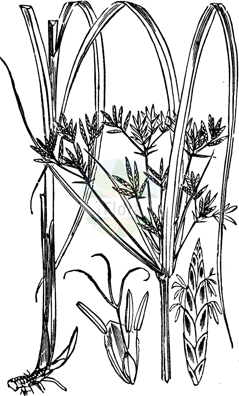 Historische Abbildung von Cyperus longus (Hohes Zypergras - Galingale). Das Bild zeigt Blatt, Bluete, Frucht und Same. ---- Historical Drawing of Cyperus longus (Hohes Zypergras - Galingale). The image is showing leaf, flower, fruit and seed.(Cyperus longus,Hohes Zypergras,Galingale,Chlorocyperus longus,Cyperus badius,Cyperus longus,Cyperus preslii,Pycreus badius,Pycreus longus,Hohes Zypergras,Langes Zypergras,Galingale,Sweet Cyperus,Southern Globethistle,Cyperus,Zypergras,Flatsedge,Cyperaceae,Sauergräser,Sedge family,Blatt,Bluete,Frucht,Same,leaf,flower,fruit,seed,Fitch et al. (1880))