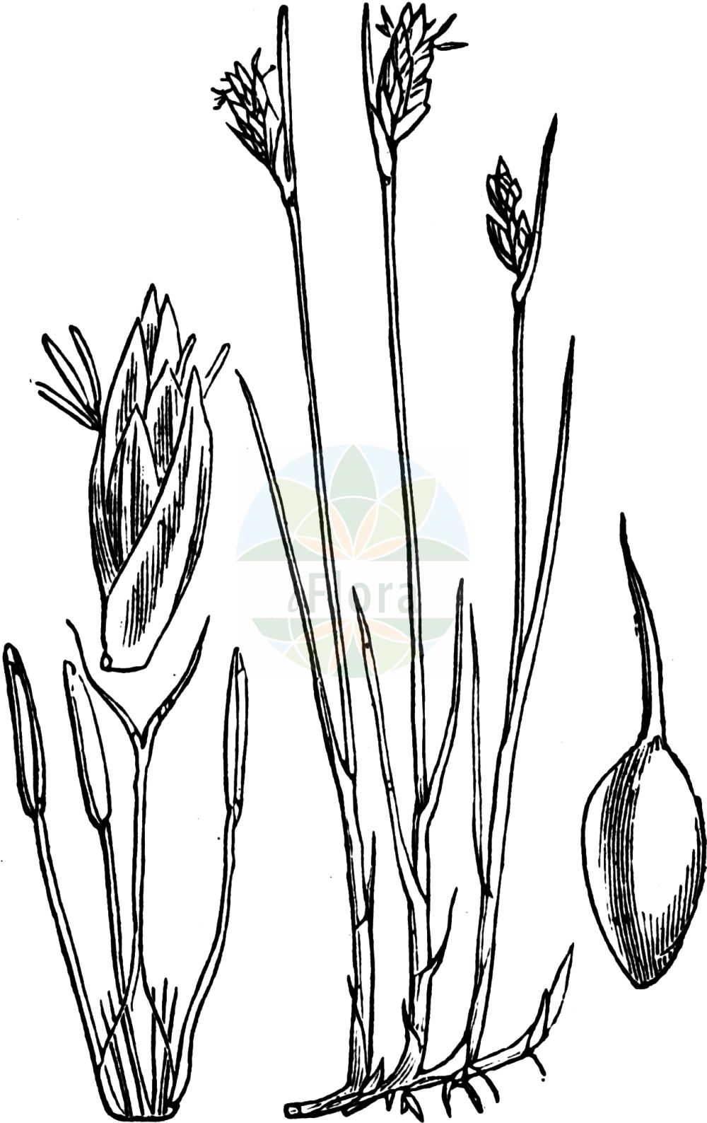 Historische Abbildung von Blysmopsis rufa (Rote Quellbinse - Saltmarsh Flat-Sedge). Das Bild zeigt Blatt, Bluete, Frucht und Same. ---- Historical Drawing of Blysmopsis rufa (Rote Quellbinse - Saltmarsh Flat-Sedge). The image is showing leaf, flower, fruit and seed.(Blysmopsis rufa,Rote Quellbinse,Saltmarsh Flat-Sedge,Blysmopsis rufa,Blysmus rufus,Schoenus rufus,Scirpus rufus,Rote Quellbinse,Rotbraunes Quellried,Saltmarsh Flat-Sedge,Red Bulrush,Blysmopsis,Cyperaceae,Sauergräser,Sedge family,Blatt,Bluete,Frucht,Same,leaf,flower,fruit,seed,Fitch et al. (1880))