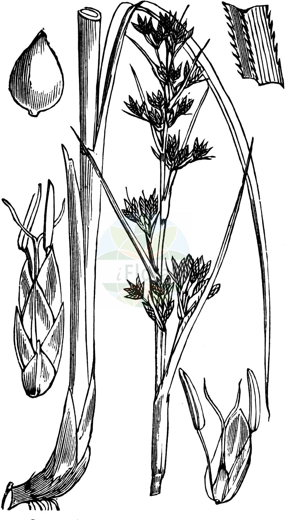 Historische Abbildung von Cladium mariscus (Binsenschneide - Great Fen-Sedge). Das Bild zeigt Blatt, Bluete, Frucht und Same. ---- Historical Drawing of Cladium mariscus (Binsenschneide - Great Fen-Sedge). The image is showing leaf, flower, fruit and seed.(Cladium mariscus,Binsenschneide,Great Fen-Sedge,Cladium grossheimii,Cladium mariscus,Isolepis martii,Schoenus mariscus,Binsenschneide,Binsen-Schneide,Great Fen-Sedge,Cut-Sedge,Swamp Sawgrass,Galigaan,Smooth Sawgrass,Twig Rush,Cladium,Schneide,Cut-Sedge,Cyperaceae,Sauergräser,Sedge family,Blatt,Bluete,Frucht,Same,leaf,flower,fruit,seed,Fitch et al. (1880))