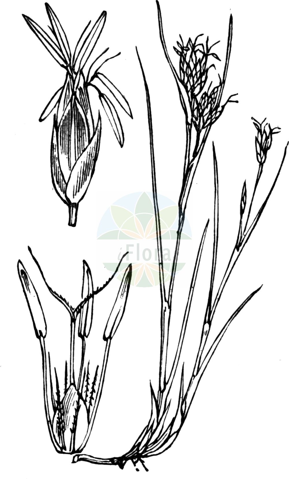 Historische Abbildung von Rhynchospora fusca (Braunes Schnabelried - Brown Beak-Sedge). Das Bild zeigt Blatt, Bluete, Frucht und Same. ---- Historical Drawing of Rhynchospora fusca (Braunes Schnabelried - Brown Beak-Sedge). The image is showing leaf, flower, fruit and seed.(Rhynchospora fusca,Braunes Schnabelried,Brown Beak-Sedge,Rhynchospora fusca,Schoenus fuscus,Braunes Schnabelried,Brown Beak-Sedge,Rhynchospora,Schnabelbinse,Beaksedge,Cyperaceae,Sauergräser,Sedge family,Blatt,Bluete,Frucht,Same,leaf,flower,fruit,seed,Fitch et al. (1880))