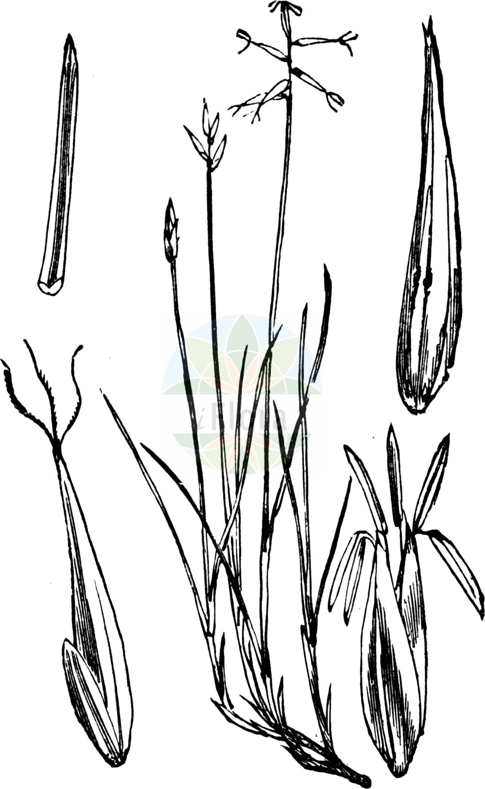 Historische Abbildung von Carex pauciflora (Armblütige Segge - Few-flowered Sedge). Das Bild zeigt Blatt, Bluete, Frucht und Same. ---- Historical Drawing of Carex pauciflora (Armblütige Segge - Few-flowered Sedge). The image is showing leaf, flower, fruit and seed.(Carex pauciflora,Armblütige Segge,Few-flowered Sedge,Carex pauciflora,Armbluetige Segge,Wenigbluetige Segge,Few-flowered Sedge,Fewflower Sedge,Carex,Segge,Sedge,Cyperaceae,Sauergräser,Sedge family,Blatt,Bluete,Frucht,Same,leaf,flower,fruit,seed,Fitch et al. (1880))