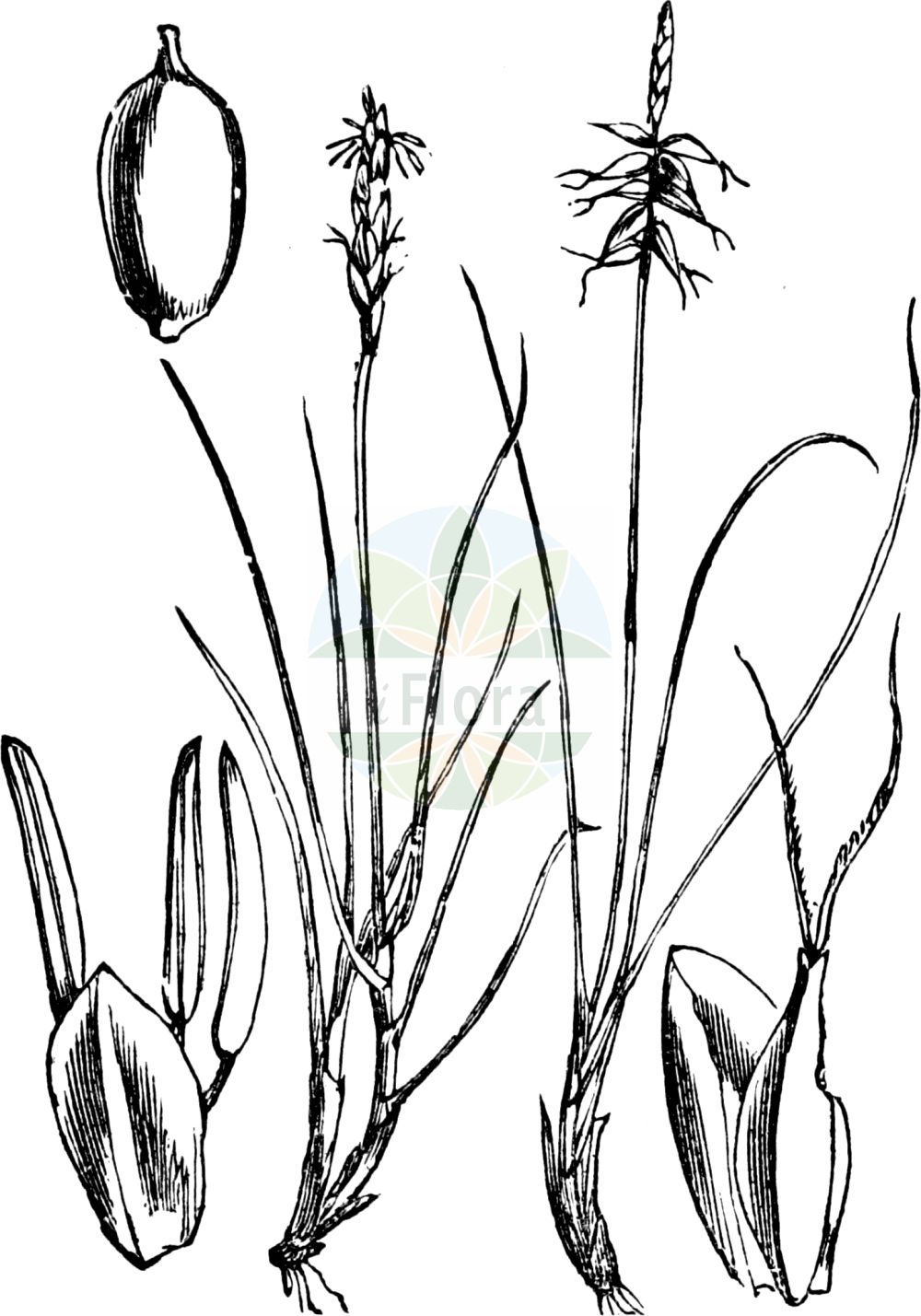 Historische Abbildung von Carex pulicaris (Floh-Segge - Flea Sedge). Das Bild zeigt Blatt, Bluete, Frucht und Same. ---- Historical Drawing of Carex pulicaris (Floh-Segge - Flea Sedge). The image is showing leaf, flower, fruit and seed.(Carex pulicaris,Floh-Segge,Flea Sedge,Carex pulicaris,Vignea pulicaris,Floh-Segge,Flea Sedge,Carex,Segge,Sedge,Cyperaceae,Sauergräser,Sedge family,Blatt,Bluete,Frucht,Same,leaf,flower,fruit,seed,Fitch et al. (1880))