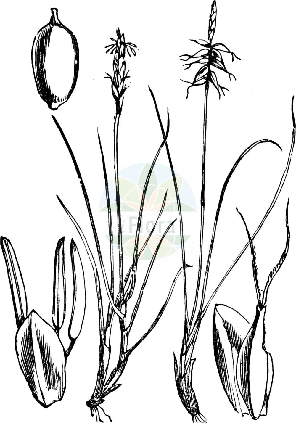 Carex pulicaris - Cyperaceae,Plantae,Pteridobiotina,Angiosperms,Poales,Cyperaceae,Carex,Carex pulicaris,Carex psyllophora, Carex pulicaris var. caespitosa, Caricinella pulicaris, Psyllophora pulicaris, Psyllophora puliciformis, Psyllophora vulgaris, Vignea pulicaris,Floh-Segge;flea sedge;Laîche puce;Carice pulce;vlozegge;осока блошиная;bolšji šaš;loppstarr;loppe-star;turzyca pchla;bolšji šaš;villás sás;ostřice blešní;ostrica blšná;kirptarn;blusu grīslis;loppestorr;kirppusara;blusinė viksva