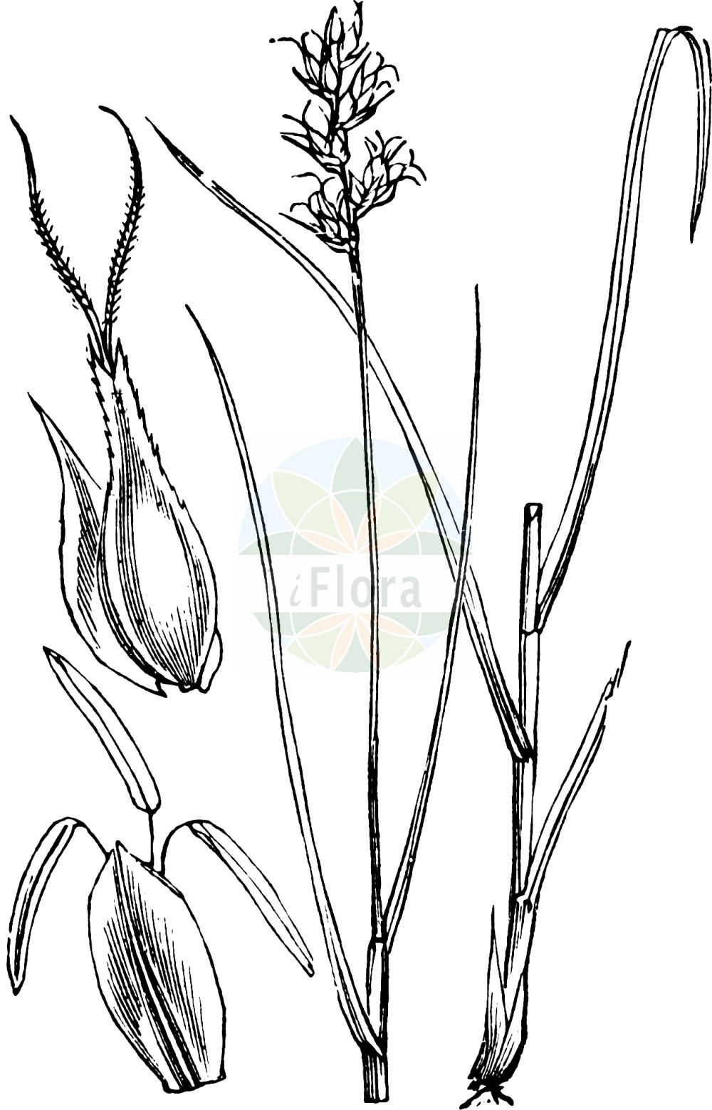 Historische Abbildung von Carex muricata (Sparrige Segge - Large-fruited Prickly-Sedge). Das Bild zeigt Blatt, Bluete, Frucht und Same. ---- Historical Drawing of Carex muricata (Sparrige Segge - Large-fruited Prickly-Sedge). The image is showing leaf, flower, fruit and seed.(Carex muricata,Sparrige Segge,Large-fruited Prickly-Sedge,Carex muricata,Vignea muricata,Sparrige Segge,Large-fruited Prickly-Sedge,Spiked Sedge,Carex,Segge,Sedge,Cyperaceae,Sauergräser,Sedge family,Blatt,Bluete,Frucht,Same,leaf,flower,fruit,seed,Fitch et al. (1880))