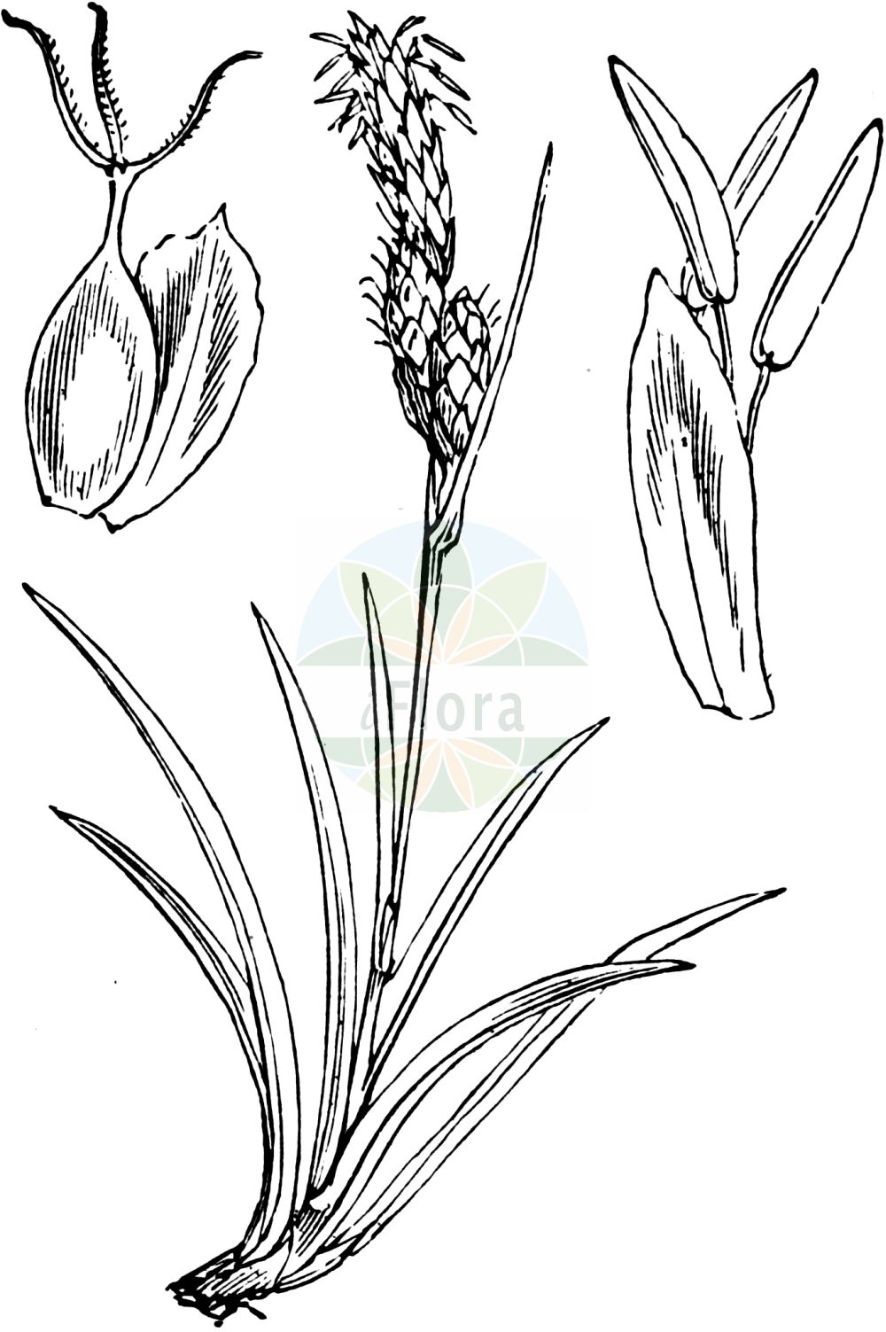 Historische Abbildung von Carex praecox (Frühe Segge - Spring Sedge). Das Bild zeigt Blatt, Bluete, Frucht und Same. ---- Historical Drawing of Carex praecox (Frühe Segge - Spring Sedge). The image is showing leaf, flower, fruit and seed.(Carex praecox,Frühe Segge,Spring Sedge,Carex aristata,Carex curvata,Carex praecox,Carex schreberi,Carex velenovskyi,Vignea praecox,Fruehe Segge,Gekruemmte Fruehe Segge,Gekruemmte Segge,Gewoehnliche Fruehe Segge,Spring Sedge,Carex,Segge,Sedge,Cyperaceae,Sauergräser,Sedge family,Blatt,Bluete,Frucht,Same,leaf,flower,fruit,seed,Fitch et al. (1880))