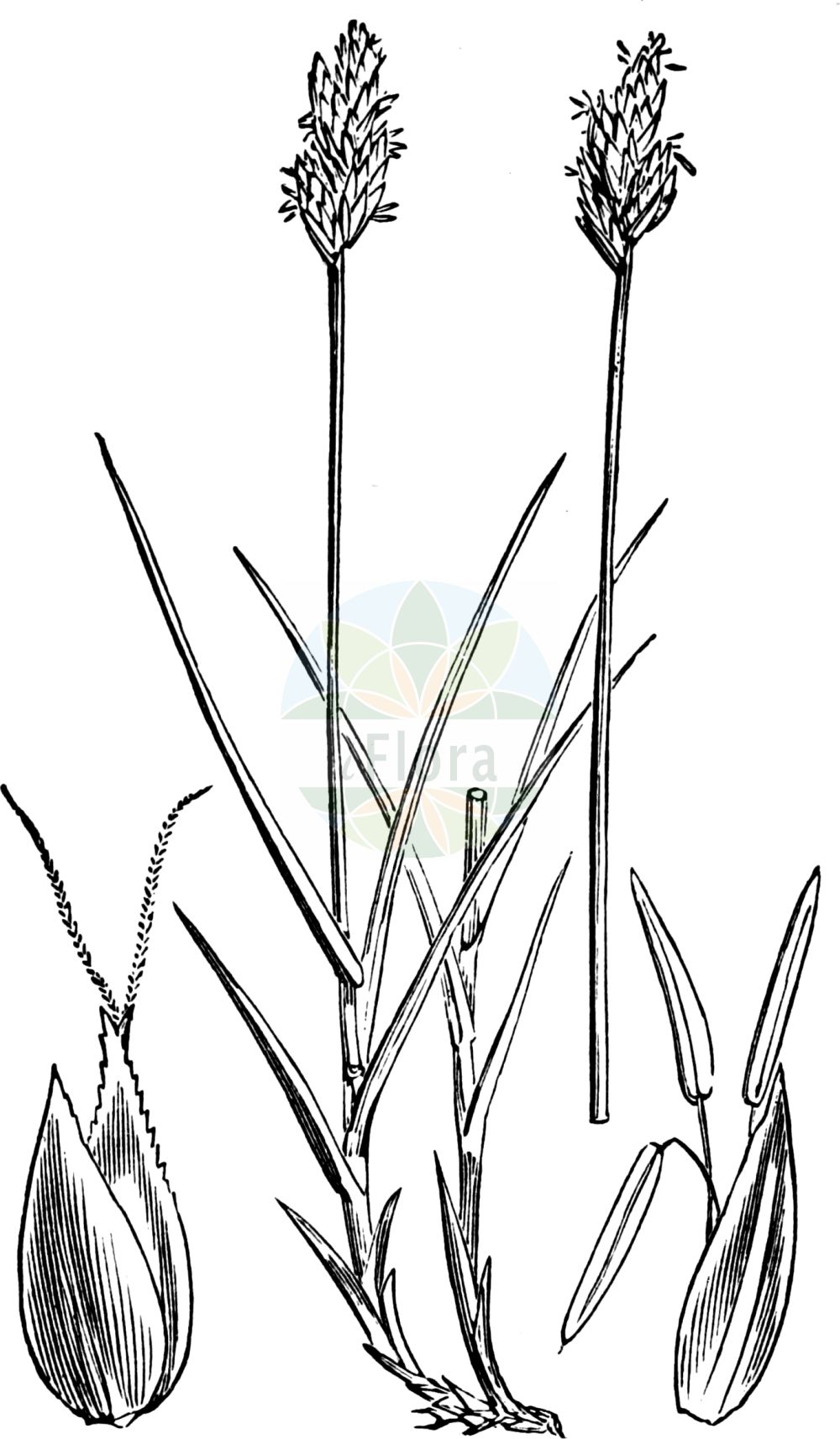 Historische Abbildung von Carex leporina (Hasenpfoten-Segge - Oval Sedge). Das Bild zeigt Blatt, Bluete, Frucht und Same. ---- Historical Drawing of Carex leporina (Hasenpfoten-Segge - Oval Sedge). The image is showing leaf, flower, fruit and seed.(Carex leporina,Hasenpfoten-Segge,Oval Sedge,Carex argyroglochin,Carex leporina,Carex ovalis,Carex sicula,Vignea ovalis,Hasenpfoten-Segge,Hasenfuss-Segge,Oval Sedge,Hare's-foot Sedge,Eggbract Sedge,Carex,Segge,Sedge,Cyperaceae,Sauergräser,Sedge family,Blatt,Bluete,Frucht,Same,leaf,flower,fruit,seed,Fitch et al. (1880))