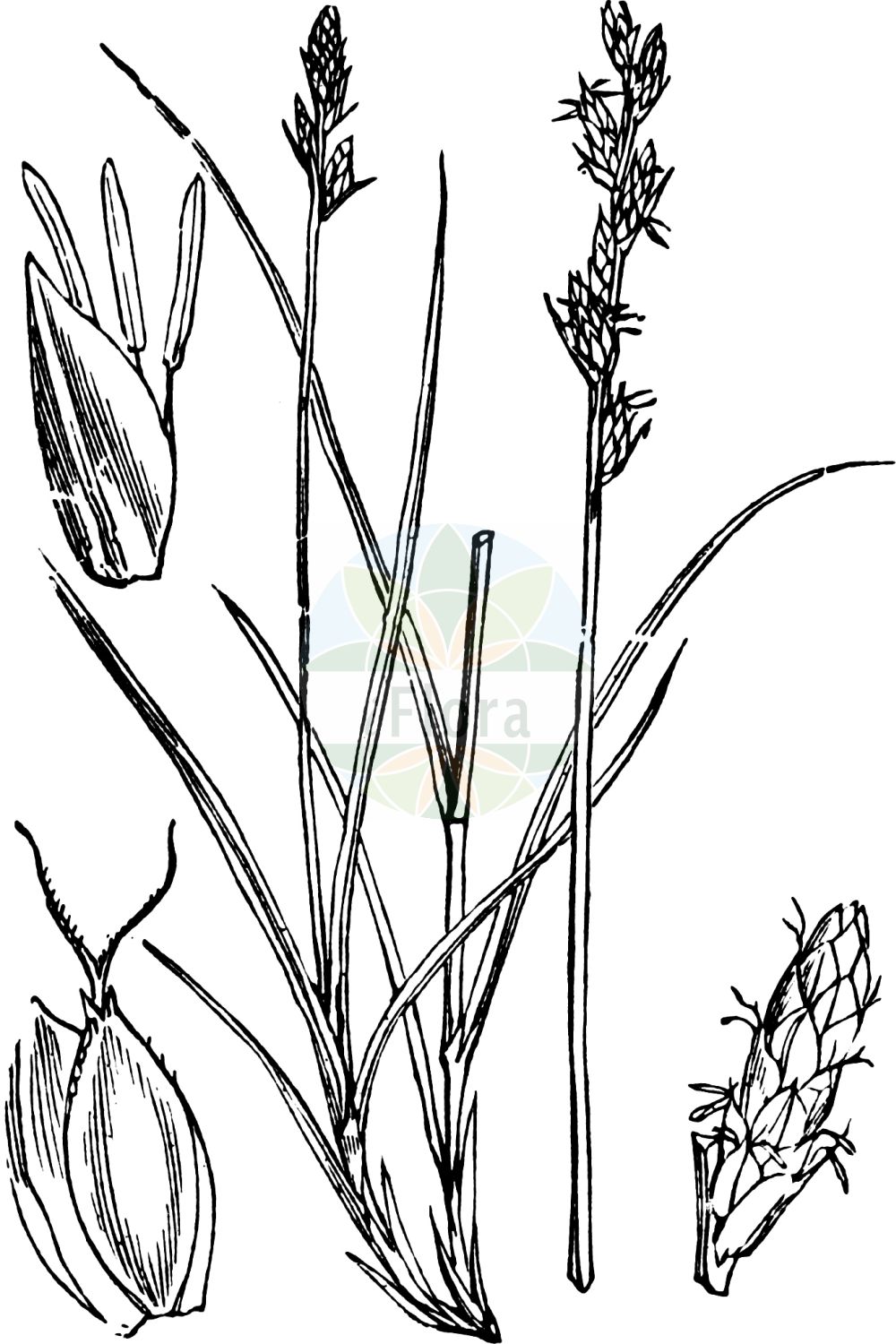 Historische Abbildung von Carex canescens (Grau-Segge - White Sedge). Das Bild zeigt Blatt, Bluete, Frucht und Same. ---- Historical Drawing of Carex canescens (Grau-Segge - White Sedge). The image is showing leaf, flower, fruit and seed.(Carex canescens,Grau-Segge,White Sedge,Carex canescens,Carex cinerea,Carex curta,Carex hylaea,Vignea cinerea,Grau-Segge,White Sedge,Pale Sedge,Silvery Sedge,Carex,Segge,Sedge,Cyperaceae,Sauergräser,Sedge family,Blatt,Bluete,Frucht,Same,leaf,flower,fruit,seed,Fitch et al. (1880))