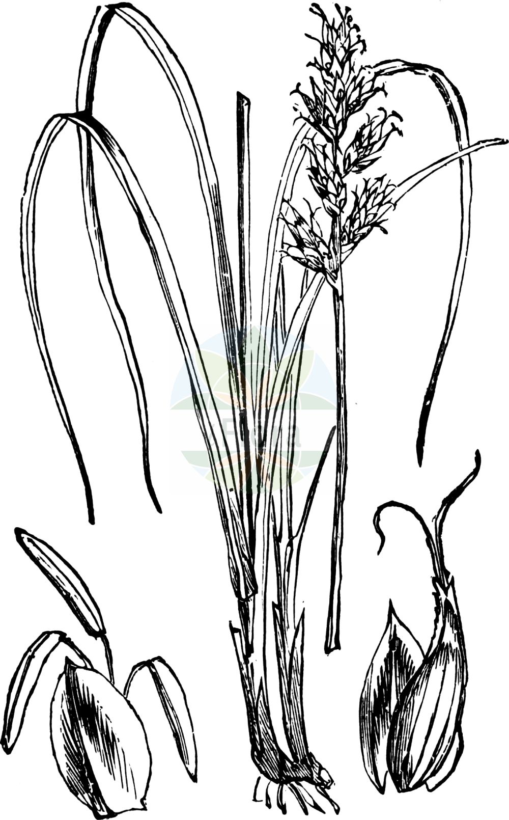 Historische Abbildung von Carex elongata (Walzen-Segge - Elongated Sedge). Das Bild zeigt Blatt, Bluete, Frucht und Same. ---- Historical Drawing of Carex elongata (Walzen-Segge - Elongated Sedge). The image is showing leaf, flower, fruit and seed.(Carex elongata,Walzen-Segge,Elongated Sedge,Carex elongata,Vignea elongata,Walzen-Segge,Langaehrige Segge,Elongated Sedge,Gingerbread Sedge,Carex,Segge,Sedge,Cyperaceae,Sauergräser,Sedge family,Blatt,Bluete,Frucht,Same,leaf,flower,fruit,seed,Fitch et al. (1880))