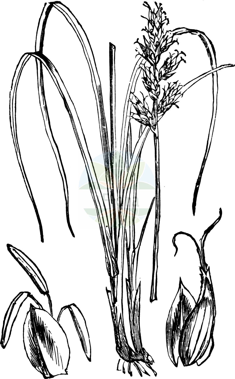Carex elongata - Cyperaceae,Plantae,Pteridobiotina,Angiosperms,Poales,Cyperaceae,Carex,Carex elongata,Carex divergens, Carex elongata f. heterostachya, Carex elongata f. umbrosa, Carex elongata prol. gebhardii, Carex elongata subsp. gebhardii, Carex elongata var. alpestris, Carex elongata var. brachystachya, Carex elongata var. gebhardii, Carex elongata var. gebhardii, Carex elongata var. guebhardii, Carex elongata var. minor, Carex elongata var. pauciflora, Carex elongata var. simplicior, Carex gebhardii, Carex multiceps, Carex multiculmis, Carex pinnata, Caricina elongata, Leptovignea elongata, Olotrema gebhardii, Vignea elongata, Vignea gebhardii,Langährige Segge;Verlängerte Segge;Walzen-Segge;elongated sedge;gingerbread sedge;Laîche allongée;Carice allungata;elzenzegge;осока удлиненная;šaš;rankstarr;forlænget star;turzyca długokłosa;podaljšani šaš;nyúlánk sás;ostřice prodloužená;ostrica predĺžená;осока видовжена;pikk tarn;pagarinātais grīslis;langstorr;pitkäpääsara;ваљкаста оштрица;pailgoji viksva