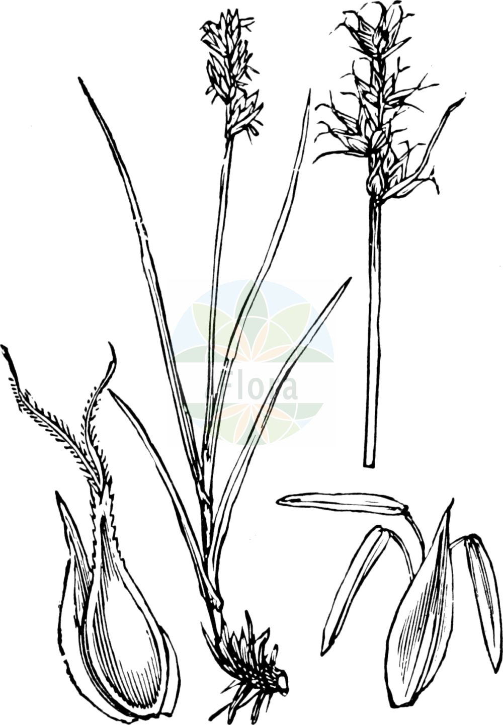 Carex echinata - Cyperaceae,Plantae,Pteridobiotina,Angiosperms,Poales,Cyperaceae,Carex,Carex echinata,Carex echinata var. echinata, Carex leersii var. angustata, Vignea echinata,Stern-Segge;Igel-Segge;Igelfrüchtige Segge;star sedge;carex étoilé;Laîche hérisson;laîche en étoile;laîche étoilée;Carice stellare;sterzegge;осока ежевидно-колосковая;küt ayakotu;presje;càrex estel·lat;zvjezdasti šaš;stjärnstarr;stjerne-star;turzyca gwiazdkowata;bodičnati šaš;töviskés sás;ostřice ježatá;ostrica ježatá;осока їжакова;звездовидна острица;tähttarn;aslapu grīslis;stjernestorr;tähtisara;ситна оштрица;žvaigždėtoji viksva