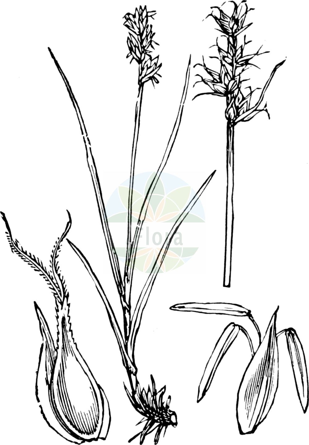 Historische Abbildung von Carex echinata (Igel-Segge - Star Sedge). Das Bild zeigt Blatt, Bluete, Frucht und Same. ---- Historical Drawing of Carex echinata (Igel-Segge - Star Sedge). The image is showing leaf, flower, fruit and seed.(Carex echinata,Igel-Segge,Star Sedge,Carex echinata,Carex grypos,Carex stellulata,Vignea echinata,Igel-Segge,Stern-Segge,Star Sedge,Carex,Segge,Sedge,Cyperaceae,Sauergräser,Sedge family,Blatt,Bluete,Frucht,Same,leaf,flower,fruit,seed,Fitch et al. (1880))