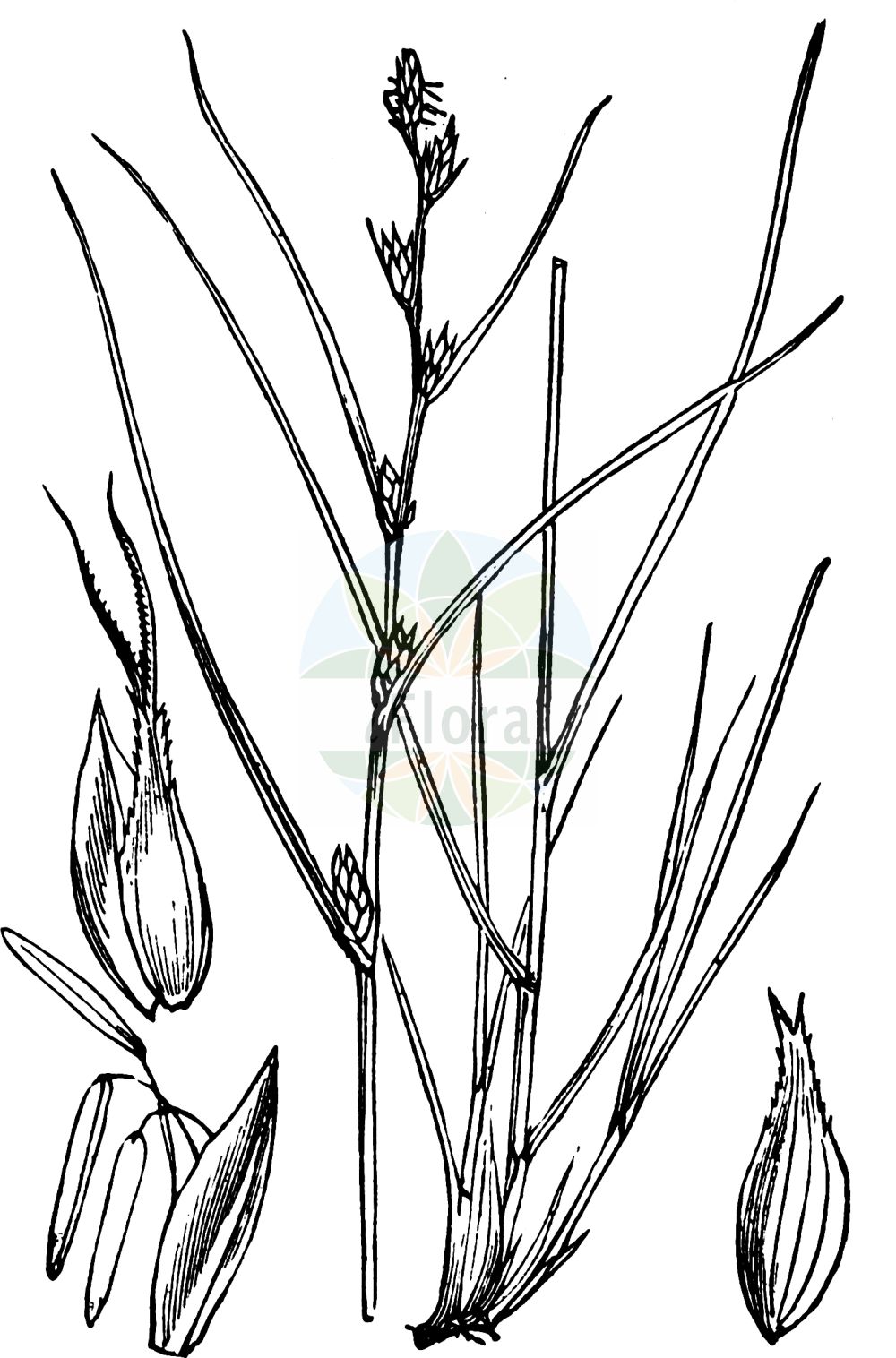 Historische Abbildung von Carex remota (Winkel-Segge - Remote Sedge). Das Bild zeigt Blatt, Bluete, Frucht und Same. ---- Historical Drawing of Carex remota (Winkel-Segge - Remote Sedge). The image is showing leaf, flower, fruit and seed.(Carex remota,Winkel-Segge,Remote Sedge,Carex axillaris,Carex remota,Vignea remota,Winkel-Segge,Entferntaehrige Wald-Segge,Remote Sedge,Distant-flowered Sedge,Carex,Segge,Sedge,Cyperaceae,Sauergräser,Sedge family,Blatt,Bluete,Frucht,Same,leaf,flower,fruit,seed,Fitch et al. (1880))