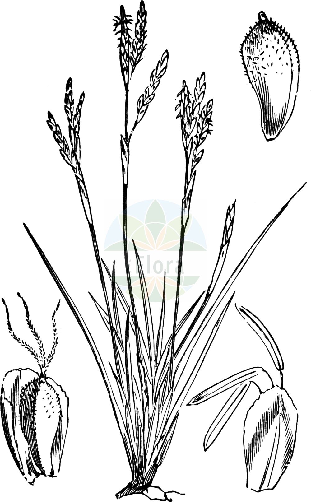 Historische Abbildung von Carex digitata (Finger-Segge - Fingered Sedge). Das Bild zeigt Blatt, Bluete, Frucht und Same. ---- Historical Drawing of Carex digitata (Finger-Segge - Fingered Sedge). The image is showing leaf, flower, fruit and seed.(Carex digitata,Finger-Segge,Fingered Sedge,Carex digitata,Carex digitata var. bulgarica,Finger-Segge,Fingered Sedge,Carex,Segge,Sedge,Cyperaceae,Sauergräser,Sedge family,Blatt,Bluete,Frucht,Same,leaf,flower,fruit,seed,Fitch et al. (1880))