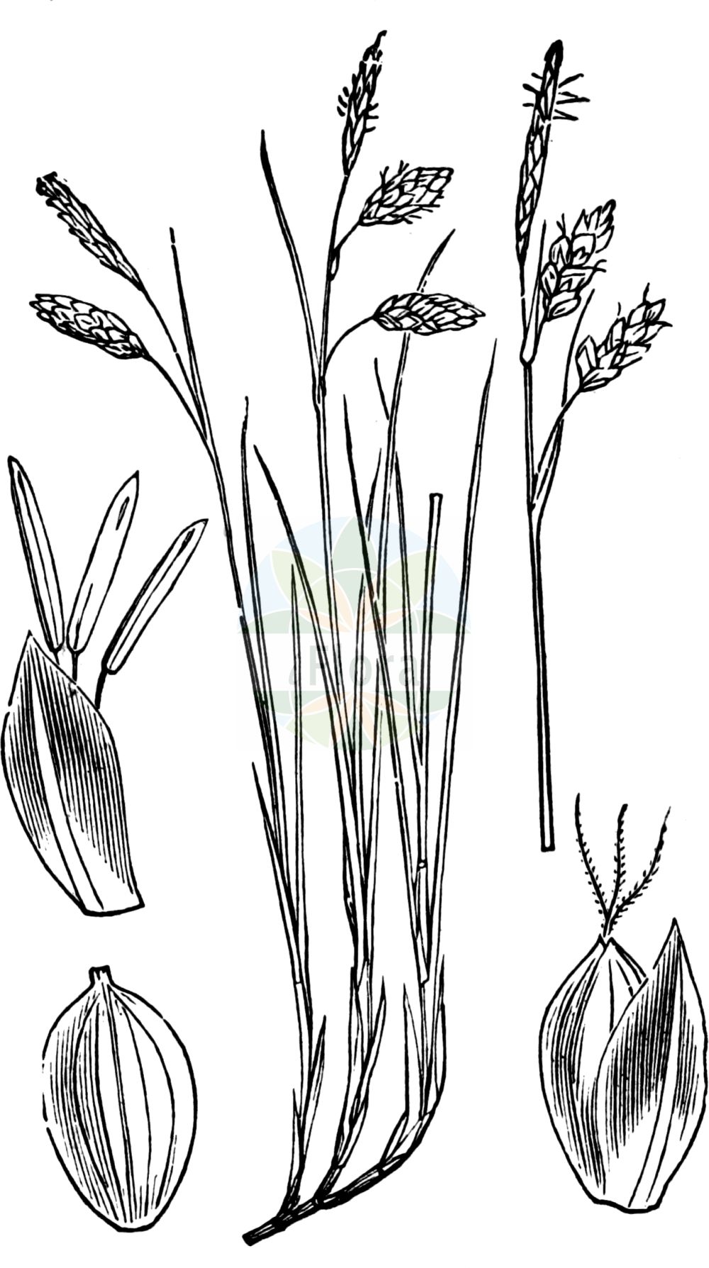 Historische Abbildung von Carex limosa (Schlamm-Segge - Bog-Sedge). Das Bild zeigt Blatt, Bluete, Frucht und Same. ---- Historical Drawing of Carex limosa (Schlamm-Segge - Bog-Sedge). The image is showing leaf, flower, fruit and seed.(Carex limosa,Schlamm-Segge,Bog-Sedge,Carex limosa,Schlamm-Segge,Bog-Sedge,Mud Sedge,Carex,Segge,Sedge,Cyperaceae,Sauergräser,Sedge family,Blatt,Bluete,Frucht,Same,leaf,flower,fruit,seed,Fitch et al. (1880))