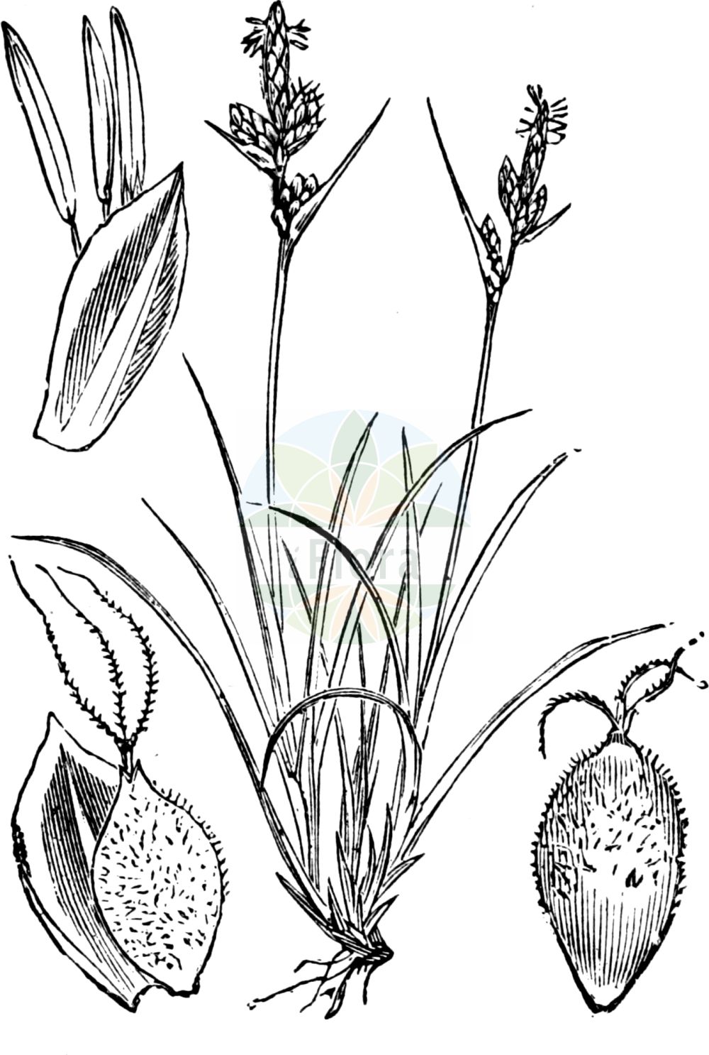 Historische Abbildung von Carex pilulifera (Pillen-Segge - Pill Sedge). Das Bild zeigt Blatt, Bluete, Frucht und Same. ---- Historical Drawing of Carex pilulifera (Pillen-Segge - Pill Sedge). The image is showing leaf, flower, fruit and seed.(Carex pilulifera,Pillen-Segge,Pill Sedge,Carex pilulifera,Pillen-Segge,Pill Sedge,Pill-headed Sedge,Carex,Segge,Sedge,Cyperaceae,Sauergräser,Sedge family,Blatt,Bluete,Frucht,Same,leaf,flower,fruit,seed,Fitch et al. (1880))