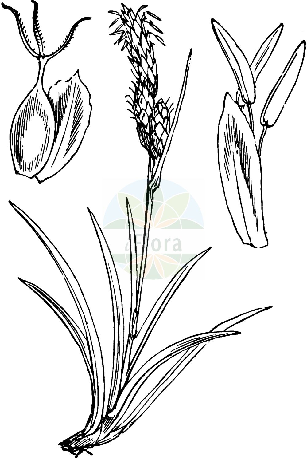 Historische Abbildung von Carex caryophyllea (Frühlings-Segge - Spring-Sedge). Das Bild zeigt Blatt, Bluete, Frucht und Same. ---- Historical Drawing of Carex caryophyllea (Frühlings-Segge - Spring-Sedge). The image is showing leaf, flower, fruit and seed.(Carex caryophyllea,Frühlings-Segge,Spring-Sedge,Carex caryophyllea,Carex fuscotincta,Carex ruthenica,Carex trachyantha,Carex verna,Fruehlings-Segge,Spring-Sedge,Vernal Sedge,Carex,Segge,Sedge,Cyperaceae,Sauergräser,Sedge family,Blatt,Bluete,Frucht,Same,leaf,flower,fruit,seed,Fitch et al. (1880))