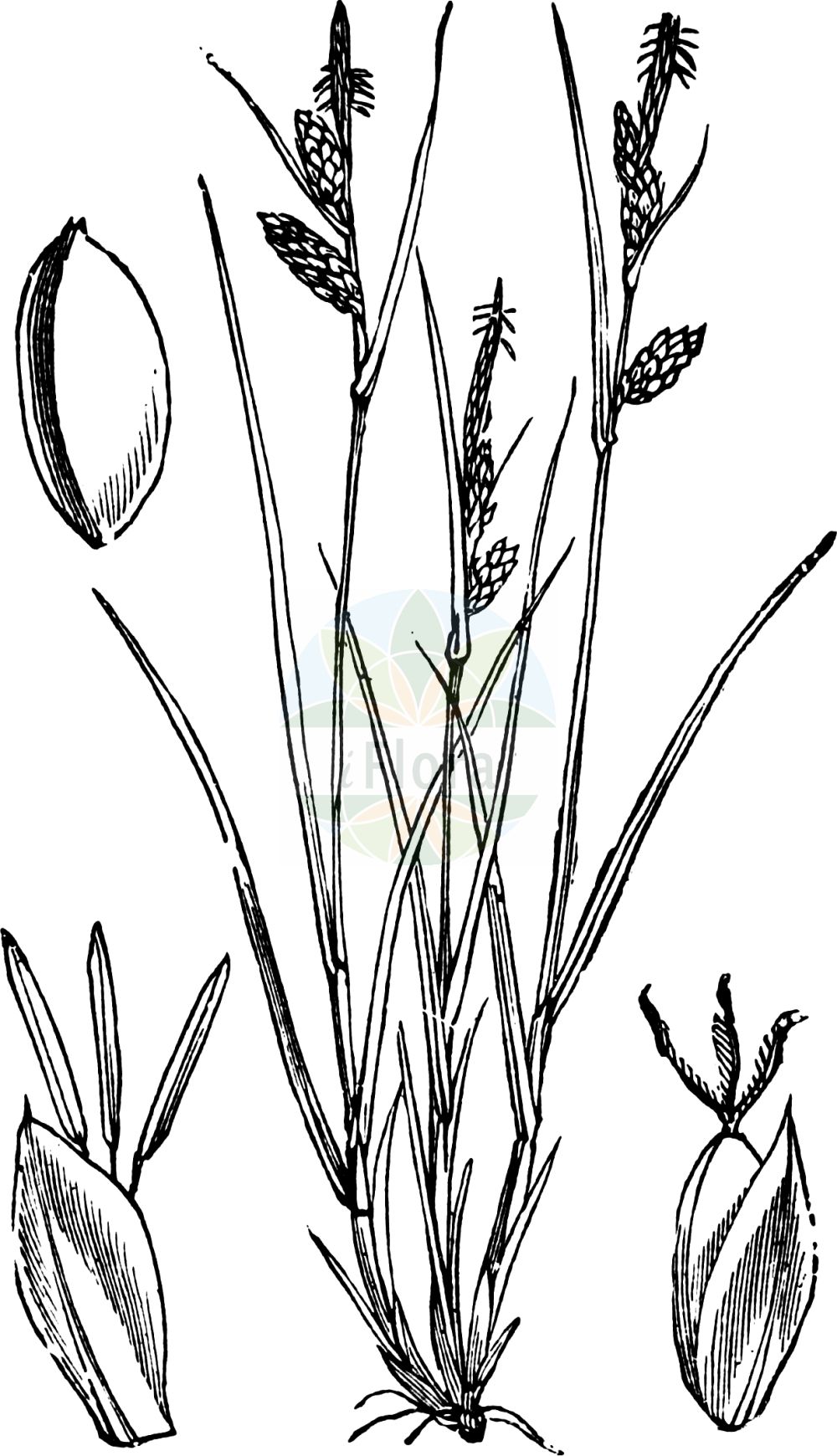 Historische Abbildung von Carex pallescens (Bleiche Segge - Pale Sedge). Das Bild zeigt Blatt, Bluete, Frucht und Same. ---- Historical Drawing of Carex pallescens (Bleiche Segge - Pale Sedge). The image is showing leaf, flower, fruit and seed.(Carex pallescens,Bleiche Segge,Pale Sedge,Carex chalcodeta,Carex pallescens,Carex pallescens var. chalcoleta,Bleiche Segge,Pale Sedge,Carex,Segge,Sedge,Cyperaceae,Sauergräser,Sedge family,Blatt,Bluete,Frucht,Same,leaf,flower,fruit,seed,Fitch et al. (1880))
