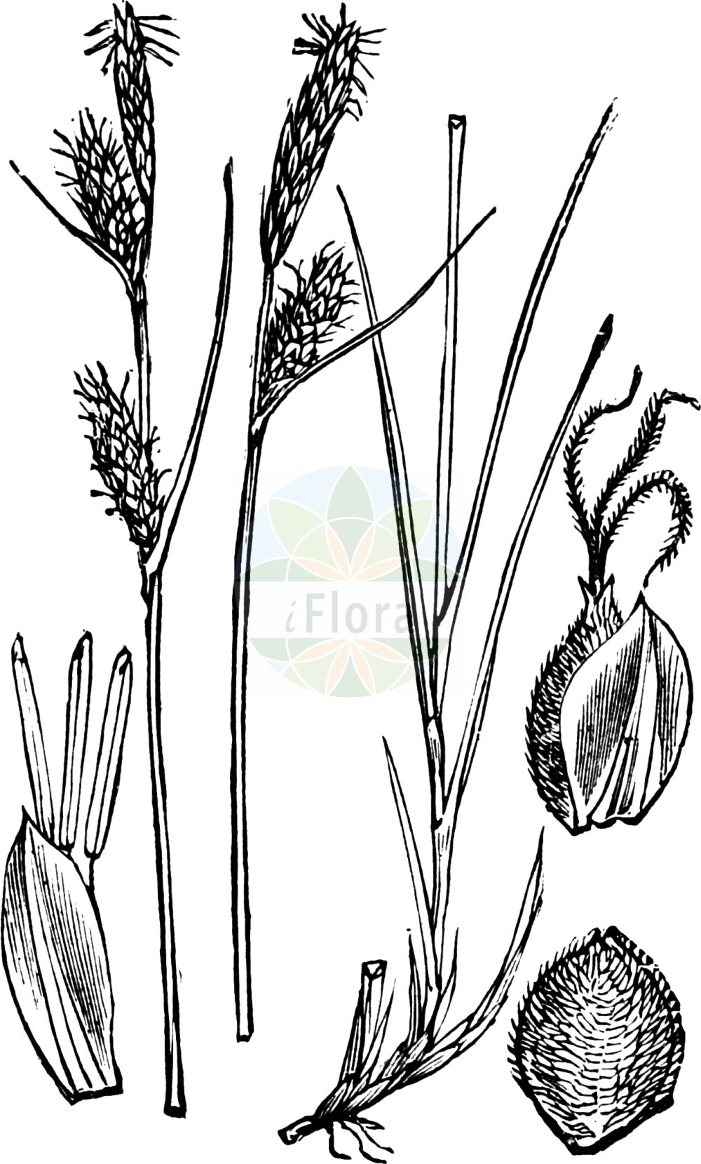 Historische Abbildung von Carex filiformis (Filz-Segge - Downy-fruited Sedge). Das Bild zeigt Blatt, Bluete, Frucht und Same. ---- Historical Drawing of Carex filiformis (Filz-Segge - Downy-fruited Sedge). The image is showing leaf, flower, fruit and seed.(Carex filiformis,Filz-Segge,Downy-fruited Sedge,Carex filiformis,Carex tomentosa,Carex tomentosa var. lucana,Filz-Segge,Downy-fruited Sedge,Carex,Segge,Sedge,Cyperaceae,Sauergräser,Sedge family,Blatt,Bluete,Frucht,Same,leaf,flower,fruit,seed,Fitch et al. (1880))