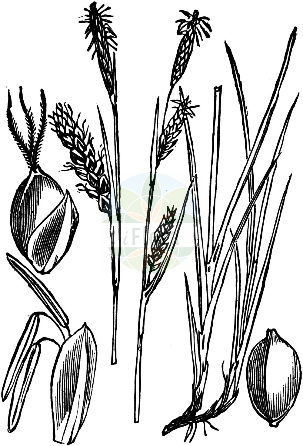 Historische Abbildung von Carex panicea (Hirse-Segge - Carnation Sedge). Das Bild zeigt Blatt, Bluete, Frucht und Same. ---- Historical Drawing of Carex panicea (Hirse-Segge - Carnation Sedge). The image is showing leaf, flower, fruit and seed.(Carex panicea,Hirse-Segge,Carnation Sedge,Carex panicea,Carex panicea subsp. dalmatica,Hirse-Segge,Carnation Sedge,Carnation Grass,Grass-like Sedge,Carex,Segge,Sedge,Cyperaceae,Sauergräser,Sedge family,Blatt,Bluete,Frucht,Same,leaf,flower,fruit,seed,Fitch et al. (1880))