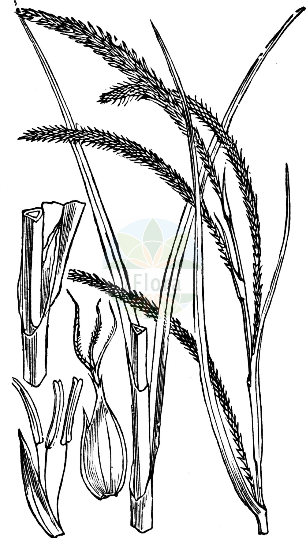 Historische Abbildung von Carex pendula (Hänge-Segge - Pendulous Sedge). Das Bild zeigt Blatt, Bluete, Frucht und Same. ---- Historical Drawing of Carex pendula (Hänge-Segge - Pendulous Sedge). The image is showing leaf, flower, fruit and seed.(Carex pendula,Hänge-Segge,Pendulous Sedge,Carex maxima,Carex myosuroides,Carex pendula,Carex pendula var. myosuroides,Haenge-Segge,Riesen-Segge,Pendulous Sedge,Drooping Sedge,Hanging Sedge,Carex,Segge,Sedge,Cyperaceae,Sauergräser,Sedge family,Blatt,Bluete,Frucht,Same,leaf,flower,fruit,seed,Fitch et al. (1880))