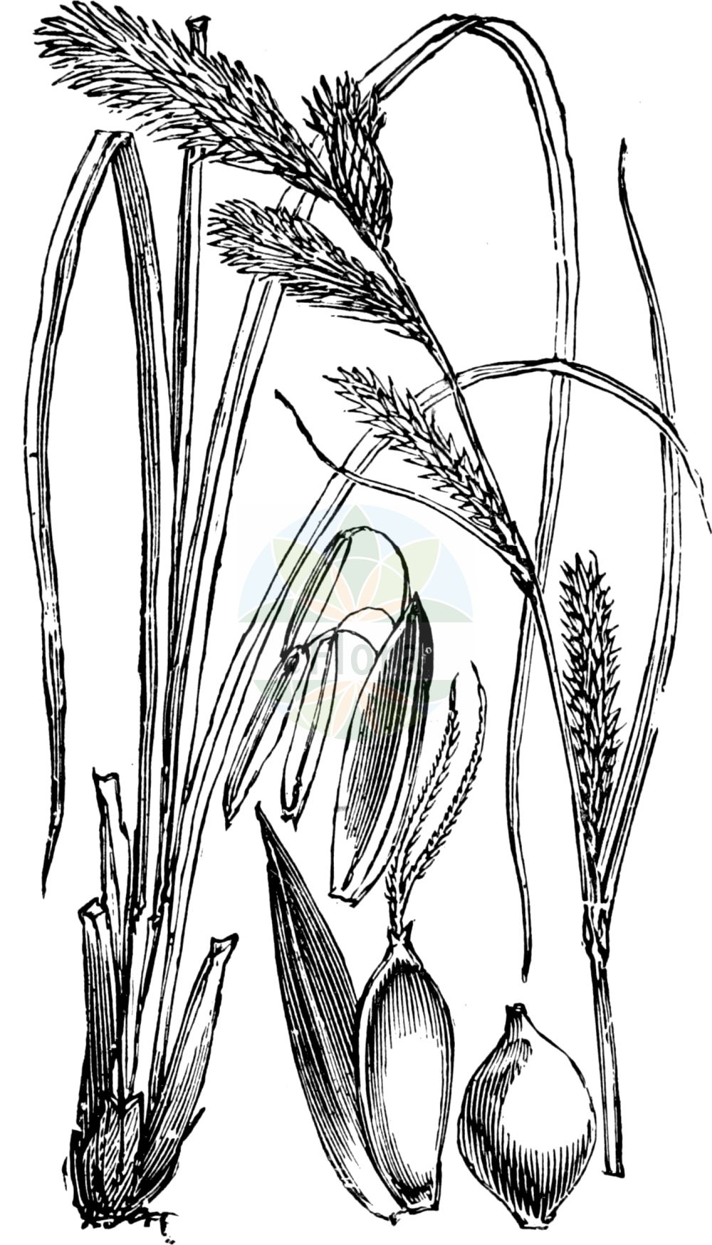 Historische Abbildung von Carex acuta (Kanten-Segge - Slender Tufted-Sedge). Das Bild zeigt Blatt, Bluete, Frucht und Same. ---- Historical Drawing of Carex acuta (Kanten-Segge - Slender Tufted-Sedge). The image is showing leaf, flower, fruit and seed.(Carex acuta,Kanten-Segge,Slender Tufted-Sedge,Carex acuta,Carex ambigua,Carex dichroandra,Carex fuscovaginata,Carex graciliformis,Carex gracilis,Carex sareptana,Carex tricostata,Kanten-Segge,Schlank-Segge,Schlanke Segge,Spitz-Segge,Zierliche Segge,Slender Tufted-Sedge,Acute Sedge,Carex,Segge,Sedge,Cyperaceae,Sauergräser,Sedge family,Blatt,Bluete,Frucht,Same,leaf,flower,fruit,seed,Fitch et al. (1880))