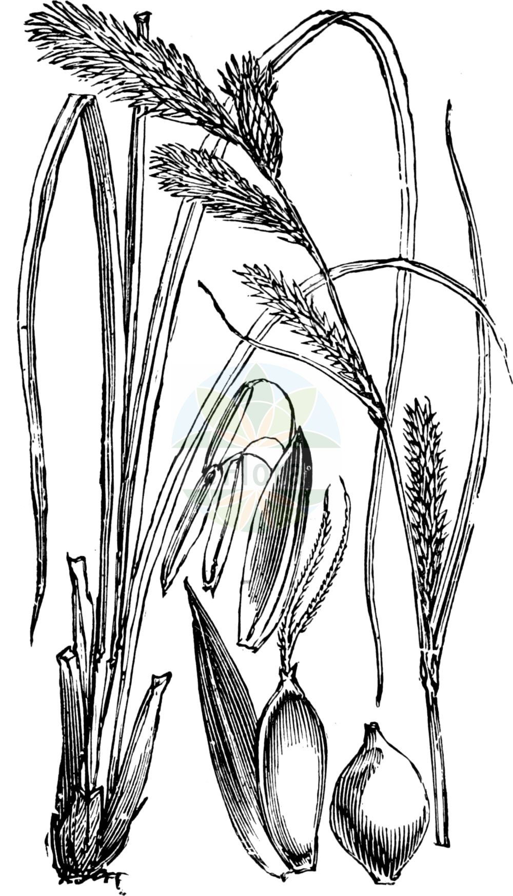 Carex acuta - Cyperaceae,Plantae,Pteridobiotina,Angiosperms,Poales,Cyperaceae,Carex,Carex acuta,Carex acuta f. amblylepis, Carex acuta f. fluviatilis, Carex acuta f. graciliflora, Carex acuta f. gracilis, Carex acuta f. pedicellata, Carex acuta f. personata, Carex acuta f. tourangiana, Carex acuta f. touranginiana, Carex acuta f. tricostata, Carex acuta f. vaginata, Carex acuta f. zygostachya, Carex acuta prol. moenchiana, Carex acuta prol. tricostata, Carex acuta subsp. colorata, Carex acuta subsp. intermedia, Carex acuta subsp. nutans, Carex acuta subsp. personata, Carex acuta subsp. ruffa, Carex acuta subvar. graciliflora, Carex acuta var. amblylepis, Carex acuta var. anomala, Carex acuta var. chlorostachya, Carex acuta var. chlorotica, Carex acuta var. colorata, Carex acuta var. dioica, Carex acuta var. fluviatilis, Carex acuta var. graciliflora, Carex acuta var. integrirostris, Carex acuta var. intermedia, Carex acuta var. major, Carex acuta var. minor, Carex acuta var. moenchiana, Carex acuta var. monstrosa, Carex acuta var. nardifolia, Carex acuta var. nutans, Carex acuta var. personata, Carex acuta var. polystachia, Carex acuta var. ruffa, Carex acuta var. sparsiflora, Carex acuta var. sphaerocarpa, Carex acuta var. stenophylla, Carex acuta var. touranginiana, Carex acuta var. tricostata, Carex ambigua, Carex brunnea var. minor, Carex cespitosa var. gracilis, Carex corynophora, Carex cunninghamii, Carex dichroandra, Carex echinata subsp. intermedia, Carex fuscovaginata, Carex graciliformis, Carex graciliformis, Carex gracilis, Carex gracilis f. amblylepis, Carex gracilis f. angustiglumis, Carex gracilis f. brachystachya, Carex gracilis f. corynophora, Carex gracilis f. furcata, Carex gracilis f. graciliflora, Carex gracilis f. pedicellata, Carex gracilis f. personata, Carex gracilis f. podperae, Carex gracilis f. protensa, Carex gracilis f. rudis, Carex gracilis f. seminuda, Carex gracilis f. vaginata, Carex gracilis f. zygostachya, Carex gracilis subsp. corynophora, Carex gracilis subsp. erecta, Carex gracilis subsp. eugracilis, Carex gracilis subsp. intermedia, Carex gracilis subsp. tricostata, Carex gracilis var. angustifolia, Carex gracilis var. approximata, Carex gracilis var. chlorotica, Carex gracilis var. fluviatilis, Carex gracilis var. humilis, Carex gracilis var. libanotica, Carex gracilis var. minor, Carex gracilis var. mucronata, Carex gracilis var. personata, Carex gracilis var. rudis, Carex gracilis var. sphaerocarpa, Carex gracilis var. strictiflormis, Carex gracilis var. strictifolia, Carex gracilis var. strictiformis, Carex gracilis var. tricostata, Carex lilibaea, Carex miliacea, Carex moenchiana, Carex personata, Carex podperae, Carex pratensis, Carex prolixa var. protensa, Carex pulchella, Carex recurva, Carex riparia, Carex rudis, Carex rufa subsp. moenchiana, Carex rufa subsp. rudis, Carex rufa subsp. wimmeri, Carex rufa var. seminuda, Carex sareptana, Carex schummelii, Carex strictifolia, Carex strictifolia, Carex touranginiana, Carex tricostata, Carex tricostata var. fluvicola, Carex tricostata var. schummelii, Carex virens, Carex virginiana, Carex virginica, Carex vulgaris subsp. tricostata, Carex vulgaris var. tricostata, Carex wimmeri, Osculisa acuta, Vignantha acuta, Vignantha moenchiana, Vignantha touranginiana, Vignea acuta, Vignea moenchiana, Vignea strictifolia,Schlanke Segge;Scharfe Segge;Zierliche Segge;Spitz-Segge;Kanten-Segge;Schlank-Segge;slender tufted-sedge;acute sedge;Laîche grêle;Laîche aigüe;laiche grêle;marsette;laiche âcre;laîche aiguë;Carice palustre;carice gracile;scherpe zegge;triângulo;осока острая;bataklıksazı;presje;càrex agut;vasstarr;nikkende star;turzyca zaostrzona;ostri šaš;é+D652les sás;ostřice štíhlá;ostrica štíhla;осока гостра;нежна острица;остра острица;sale tarn;slaidais grīslis;kvass-storr;viiltosara;lieknoji viksva