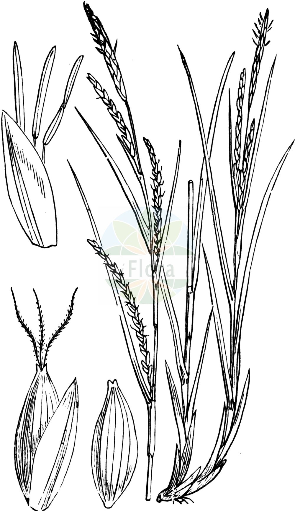 Historische Abbildung von Carex strigosa (Dünnährige Segge - Thin-spiked Wood-Sedge). Das Bild zeigt Blatt, Bluete, Frucht und Same. ---- Historical Drawing of Carex strigosa (Dünnährige Segge - Thin-spiked Wood-Sedge). The image is showing leaf, flower, fruit and seed.(Carex strigosa,Dünnährige Segge,Thin-spiked Wood-Sedge,Carex strigosa,Duennaehrige Segge,Thin-spiked Wood-Sedge,Loose-spiked Wood Sedge,Carex,Segge,Sedge,Cyperaceae,Sauergräser,Sedge family,Blatt,Bluete,Frucht,Same,leaf,flower,fruit,seed,Fitch et al. (1880))
