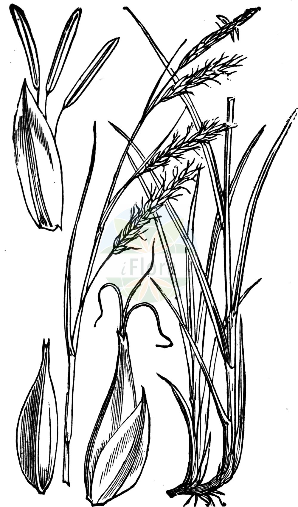 Historische Abbildung von Carex sylvatica (Wald-Segge - Wood-Sedge). Das Bild zeigt Blatt, Bluete, Frucht und Same. ---- Historical Drawing of Carex sylvatica (Wald-Segge - Wood-Sedge). The image is showing leaf, flower, fruit and seed.(Carex sylvatica,Wald-Segge,Wood-Sedge,Carex sylvatica,Wald-Segge,Wood-Sedge,European Woodland Sedge,Carex,Segge,Sedge,Cyperaceae,Sauergräser,Sedge family,Blatt,Bluete,Frucht,Same,leaf,flower,fruit,seed,Fitch et al. (1880))
