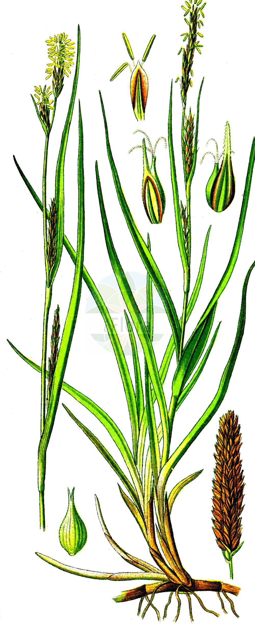 Carex hirta - Cyperaceae,Plantae,Pteridobiotina,Angiosperms,Poales,Cyperaceae,Carex,Carex hirta,Carex hirta f. glabrata, Carex hirta f. hirsutissima, Carex hirta f. hirtiformis, Carex hirta f. latifolia, Carex hirta f. major, Carex hirta f. paludosa, Carex hirta f. pseudohirta, Carex hirta f. spinosa, Carex hirta f. subhirtiformis, Carex hirta f. villosa, Carex hirta subsp. hirtiformis, Carex hirta var. aquatica, Carex hirta var. fuscescentes, Carex hirta var. glabra, Carex hirta var. glabrata, Carex hirta var. glabrescens, Carex hirta var. hirtiformis, Carex hirta var. hirtiformis, Carex hirta var. hirtiformisaquatica, Carex hirta var. hirtiformisterrestris, Carex hirta var. humilis, Carex hirta var. pilosa, Carex hirta var. pusilla, Carex hirta var. repens, Carex hirta var. subglabra, Carex hirta var. sublaevis, Carex hirta var. vera, Carex hirtiformis, Carex villosa, Trasus hirtus, Trasus hirtus var. compositus, Trasus hirtus var. glaber,Behaarte Segge;Raue Segge;hairy sedge;carex hérissé;hammer sedge;Laîche hérissée;laiche hérissée;laîche velue;lastón;Carice villosa;ruige zegge;осока коротковолосистая;tüylüçayırsazı;presje;càrex hirsut;runjavi šaš;grusstarr;håret star;turzyca owłosiona;dlakavi šaš;borzas sás;ostřice srstnatá;ostrica srstnatá;осока шершава;твърдоокосмена острица;karvarne tarn;pūkainais grīslis;lodnestorr;karvasara;plaukuotoji viksva
