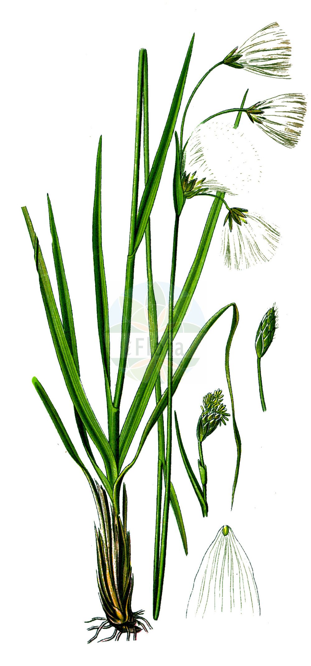 Historische Abbildung von Eriophorum angustifolium (Schmalblättriges Wollgras - Common Cottongrass). Das Bild zeigt Blatt, Bluete, Frucht und Same. ---- Historical Drawing of Eriophorum angustifolium (Schmalblättriges Wollgras - Common Cottongrass). The image is showing leaf, flower, fruit and seed.(Eriophorum angustifolium,Schmalblättriges Wollgras,Common Cottongrass,Eriophorum angustifolium,Eriophorum polystachion,Eriophorum subarcticum,Schmalblaettriges Wollgras,Common Cottongrass,Tall Cottongrass,Eriophorum,Wollgras,Cottongrass,Cyperaceae,Sauergräser,Sedge family,Blatt,Bluete,Frucht,Same,leaf,flower,fruit,seed,Thomé (1885))