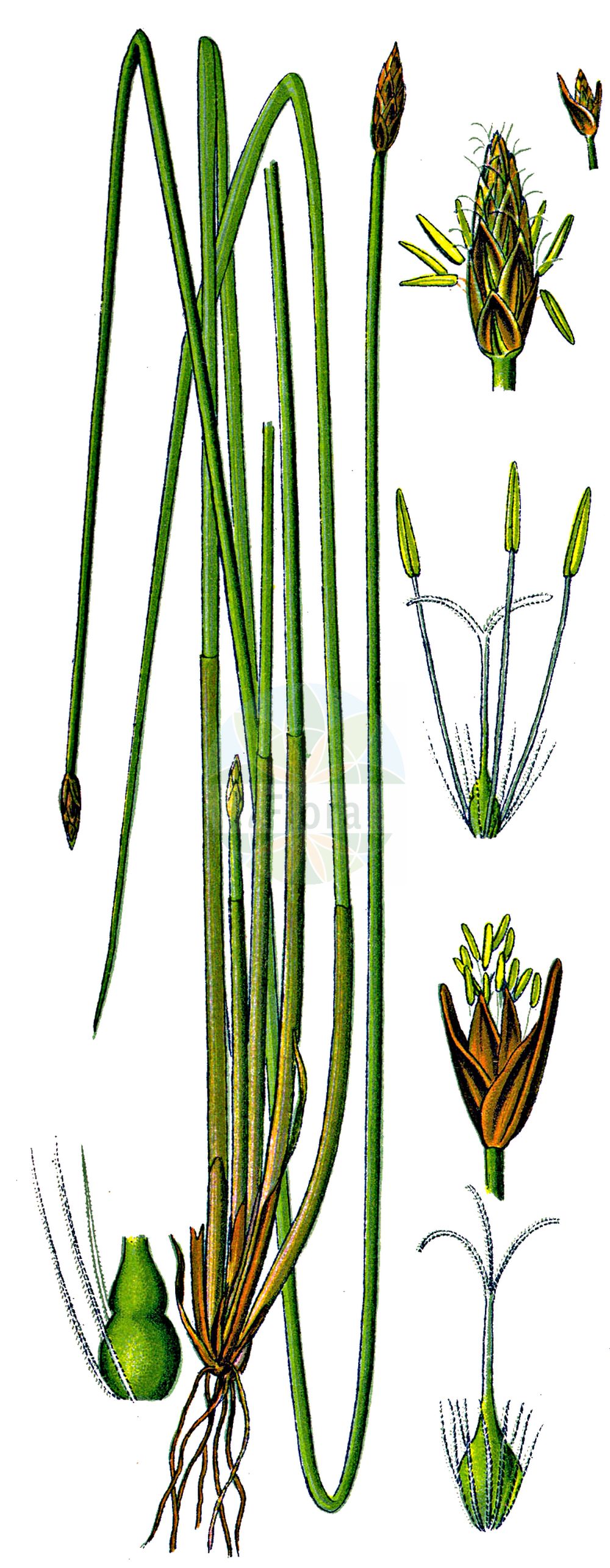 Historische Abbildung von Eleocharis palustris agg. (Gewöhnliche Sumpfbinse - Common Spike-rush). Das Bild zeigt Blatt, Bluete, Frucht und Same. ---- Historical Drawing of Eleocharis palustris agg. (Gewöhnliche Sumpfbinse - Common Spike-rush). The image is showing leaf, flower, fruit and seed.(Eleocharis palustris agg.,Gewöhnliche Sumpfbinse,Common Spike-rush,Gewoehnliche Sumpfbinse,Gewoehnliche Sumpfbinse,Grossfruechtige Gewoehnliche Sumpfbinse,Kleinfruechtige Gewoehnliche Sumpfbinse,Common Spike-rush,Eleocharis,Sumpfbinse,Spikerush,Cyperaceae,Sauergräser,Sedge family,Blatt,Bluete,Frucht,Same,leaf,flower,fruit,seed,Thomé (1885))