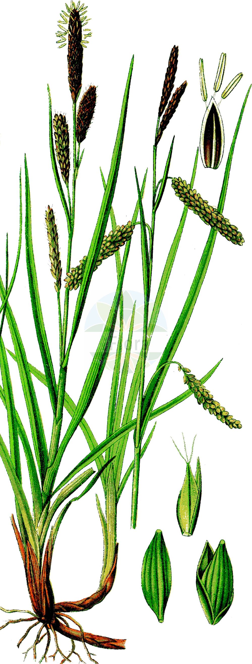 Historische Abbildung von Carex flacca (Blaugrüne Segge - Glaucous Sedge). Das Bild zeigt Blatt, Bluete, Frucht und Same. ---- Historical Drawing of Carex flacca (Blaugrüne Segge - Glaucous Sedge). The image is showing leaf, flower, fruit and seed.(Carex flacca,Blaugrüne Segge,Glaucous Sedge,Carex flacca,Blaugruene Segge,Glaucous Sedge,Carnationgrass,Heath Sedge,Carex,Segge,Sedge,Cyperaceae,Sauergräser,Sedge family,Blatt,Bluete,Frucht,Same,leaf,flower,fruit,seed,Thomé (1885))