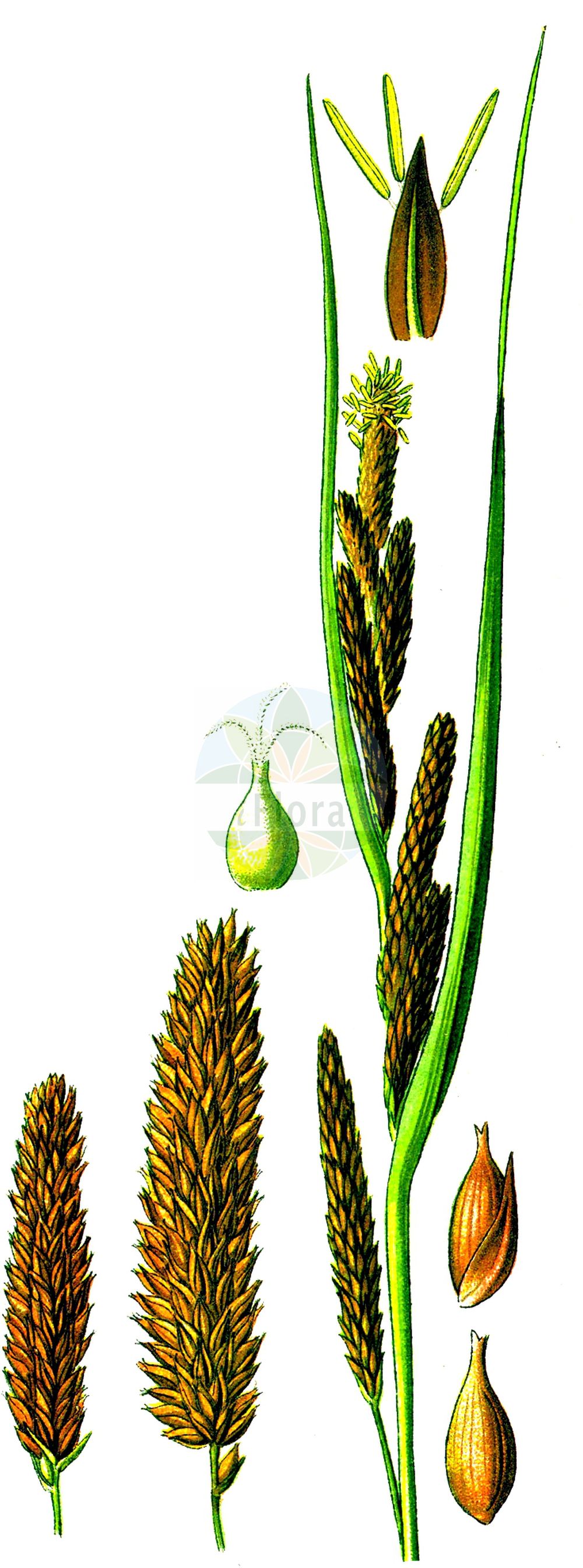 Historische Abbildung von Carex riparia (Ufer-Segge - Greater Pond-Sedge). Das Bild zeigt Blatt, Bluete, Frucht und Same. ---- Historical Drawing of Carex riparia (Ufer-Segge - Greater Pond-Sedge). The image is showing leaf, flower, fruit and seed.(Carex riparia,Ufer-Segge,Greater Pond-Sedge,Carex riparia,Ufer-Segge,Greater Pond-Sedge,Hairy Sedge,Shoreline Sedge,Great Pond-Sedge,Streambank Sedge,Carex,Segge,Sedge,Cyperaceae,Sauergräser,Sedge family,Blatt,Bluete,Frucht,Same,leaf,flower,fruit,seed,Thomé (1885))