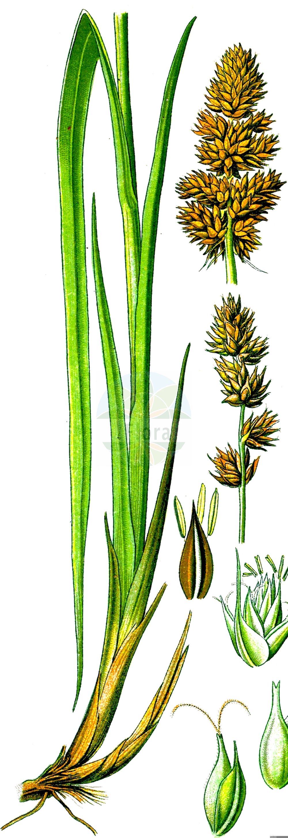 Historische Abbildung von Carex vulpina (Fuchs-Segge - True Fox-Sedge). Das Bild zeigt Blatt, Bluete, Frucht und Same. ---- Historical Drawing of Carex vulpina (Fuchs-Segge - True Fox-Sedge). The image is showing leaf, flower, fruit and seed.(Carex vulpina,Fuchs-Segge,True Fox-Sedge,Carex compacta,Carex vulpina,Vignea vulpina,Fuchs-Segge,True Fox-Sedge,Carex,Segge,Sedge,Cyperaceae,Sauergräser,Sedge family,Blatt,Bluete,Frucht,Same,leaf,flower,fruit,seed,Thomé (1885))