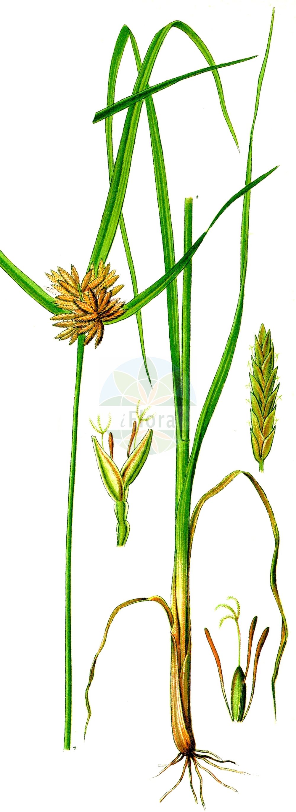 Historische Abbildung von Cyperus glomeratus. Das Bild zeigt Blatt, Bluete, Frucht und Same. ---- Historical Drawing of Cyperus glomeratus. The image is showing leaf, flower, fruit and seed.(Cyperus glomeratus,Chlorocyperus glomeratus,Cyperus glomeratus,Pycreus glomeratus,Cyperus,Zypergras,Flatsedge,Cyperaceae,Sauergräser,Sedge family,Blatt,Bluete,Frucht,Same,leaf,flower,fruit,seed,Thomé (1885))