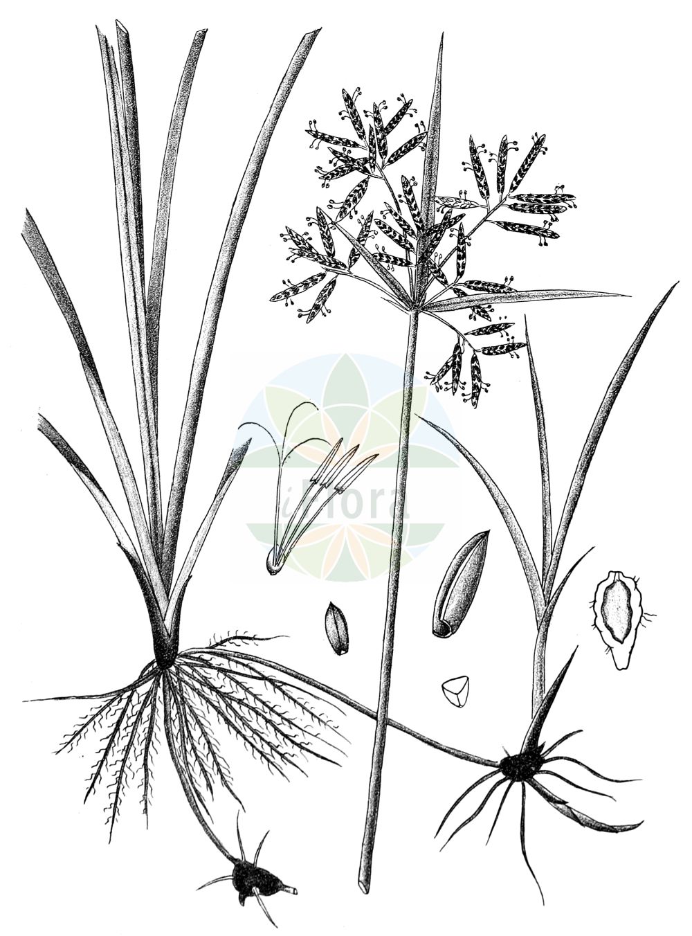 Historische Abbildung von Cyperus rotundus. Das Bild zeigt Blatt, Bluete, Frucht und Same. ---- Historical Drawing of Cyperus rotundus. The image is showing leaf, flower, fruit and seed.(Cyperus rotundus,Chlorocyperus rotundus,Cyperus olivaris,Cyperus rotundus,Cyperus tuberosus,Pycreus rotundus,Cyperus,Zypergras,Flatsedge,Cyperaceae,Sauergräser,Sedge family,Blatt,Bluete,Frucht,Same,leaf,flower,fruit,seed,Kirtikar & Basu (1918))