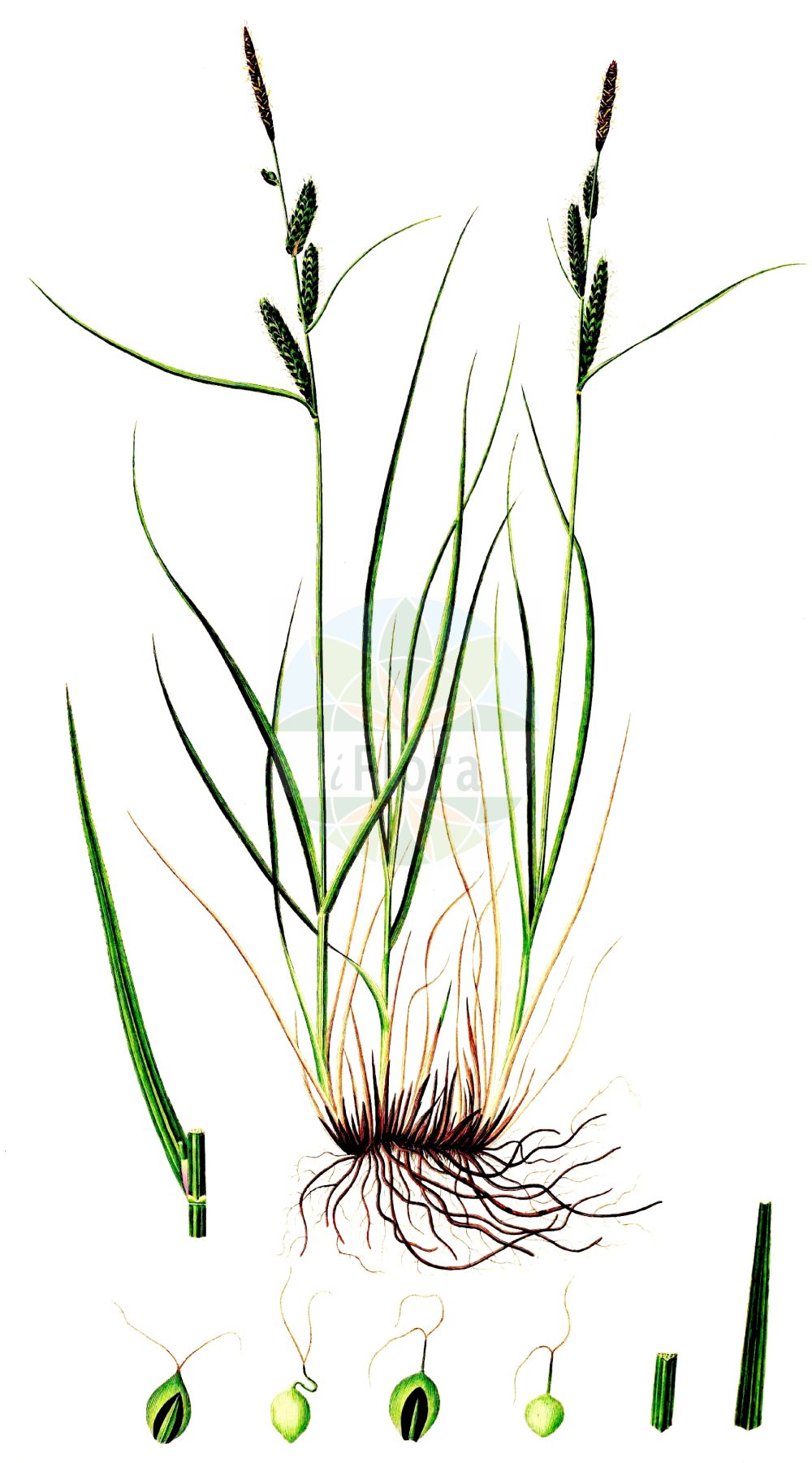 Historische Abbildung von Carex nigra (Wiesen-Segge - Common Sedge). Das Bild zeigt Blatt, Bluete, Frucht und Same. ---- Historical Drawing of Carex nigra (Wiesen-Segge - Common Sedge). The image is showing leaf, flower, fruit and seed.(Carex nigra,Wiesen-Segge,Common Sedge,Carex fusca,Carex goodenowii,Carex intricata,Carex juncella,Carex nigra,Carex stolonifera,Carex transcaucasica,Carex vulgaris,Carex wiluica,Wiesen-Segge,Braune Segge,Common Sedge,Small-flowered Sedge,Smooth Black Sedge,Carex,Segge,Sedge,Cyperaceae,Sauergräser,Sedge family,Blatt,Bluete,Frucht,Same,leaf,flower,fruit,seed,Oeder (1761-1883))