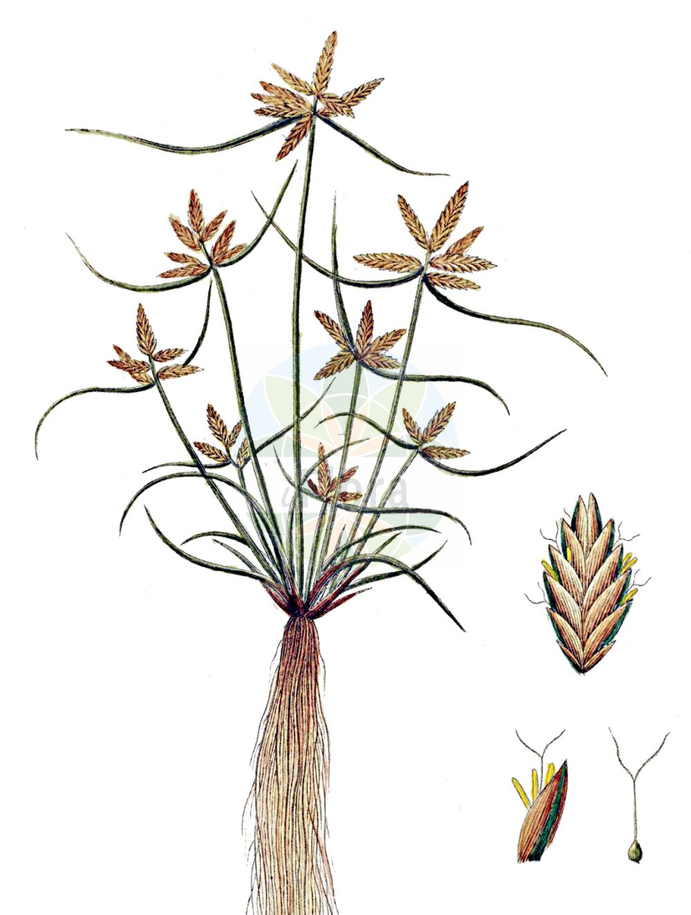 Historische Abbildung von Cyperus flavescens (Gelbliches Zypergras - Yellow Galingale). Das Bild zeigt Blatt, Bluete, Frucht und Same. ---- Historical Drawing of Cyperus flavescens (Gelbliches Zypergras - Yellow Galingale). The image is showing leaf, flower, fruit and seed.(Cyperus flavescens,Gelbliches Zypergras,Yellow Galingale,Cyperus flavescens,Pycreus flavescens,Gelbliches Zypergras,Yellow Galingale,Yellow Flatsedge,Yellowish Cyperus,Yellowish Sedge,Cyperus,Zypergras,Flatsedge,Cyperaceae,Sauergräser,Sedge family,Blatt,Bluete,Frucht,Same,leaf,flower,fruit,seed,Oeder (1761-1883))