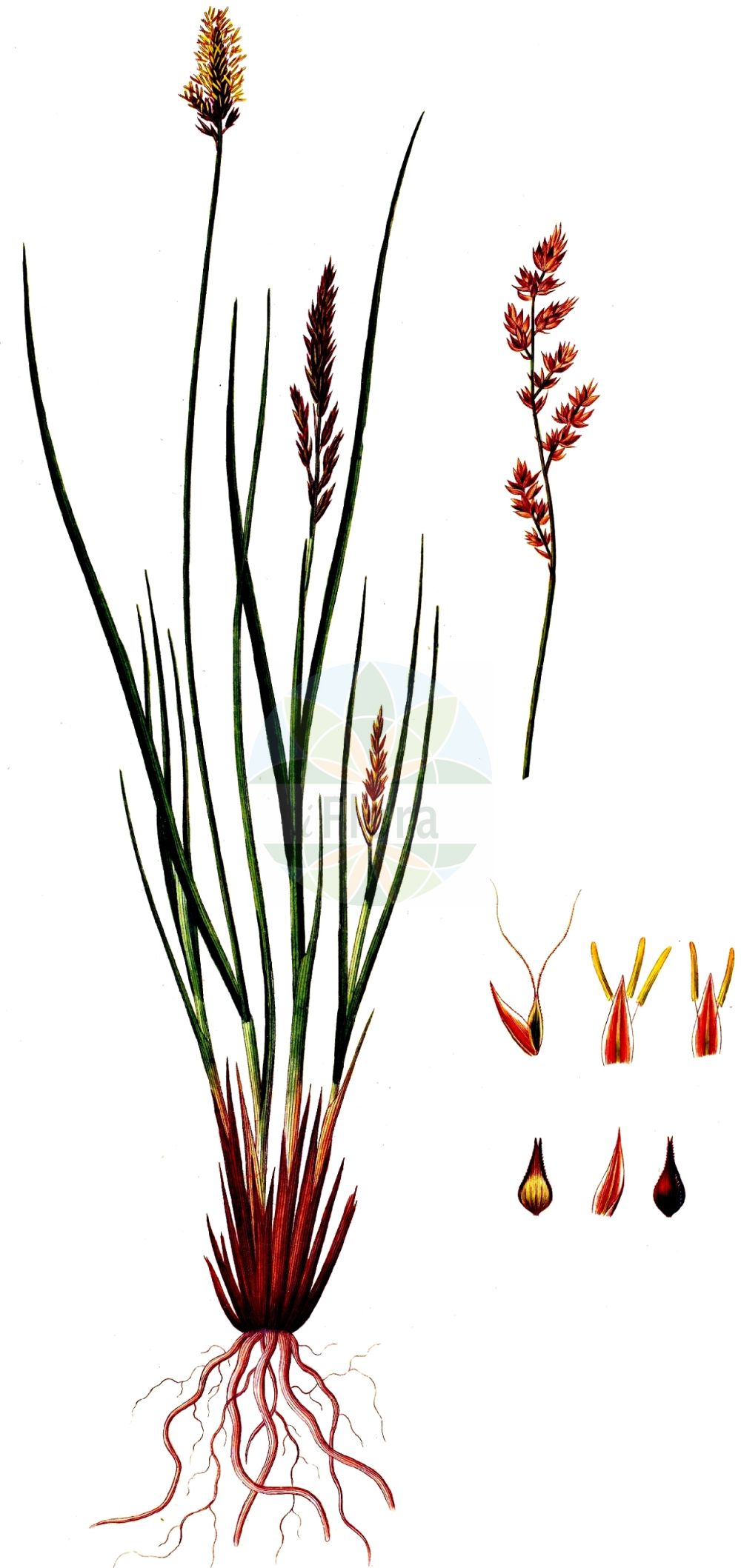 Historische Abbildung von Carex appropinquata (Schwarzschopf-Segge - Fibrous Tussock-Sedge). Das Bild zeigt Blatt, Bluete, Frucht und Same. ---- Historical Drawing of Carex appropinquata (Schwarzschopf-Segge - Fibrous Tussock-Sedge). The image is showing leaf, flower, fruit and seed.(Carex appropinquata,Schwarzschopf-Segge,Fibrous Tussock-Sedge,Carex appropinquata,Carex paradoxa,Vignea appropinquata,Vignea paradoxa,Schwarzschopf-Segge,Gedraengtaehrige Segge,Wunder-Segge,Fibrous Tussock-Sedge,Carex,Segge,Sedge,Cyperaceae,Sauergräser,Sedge family,Blatt,Bluete,Frucht,Same,leaf,flower,fruit,seed,Oeder (1761-1883))