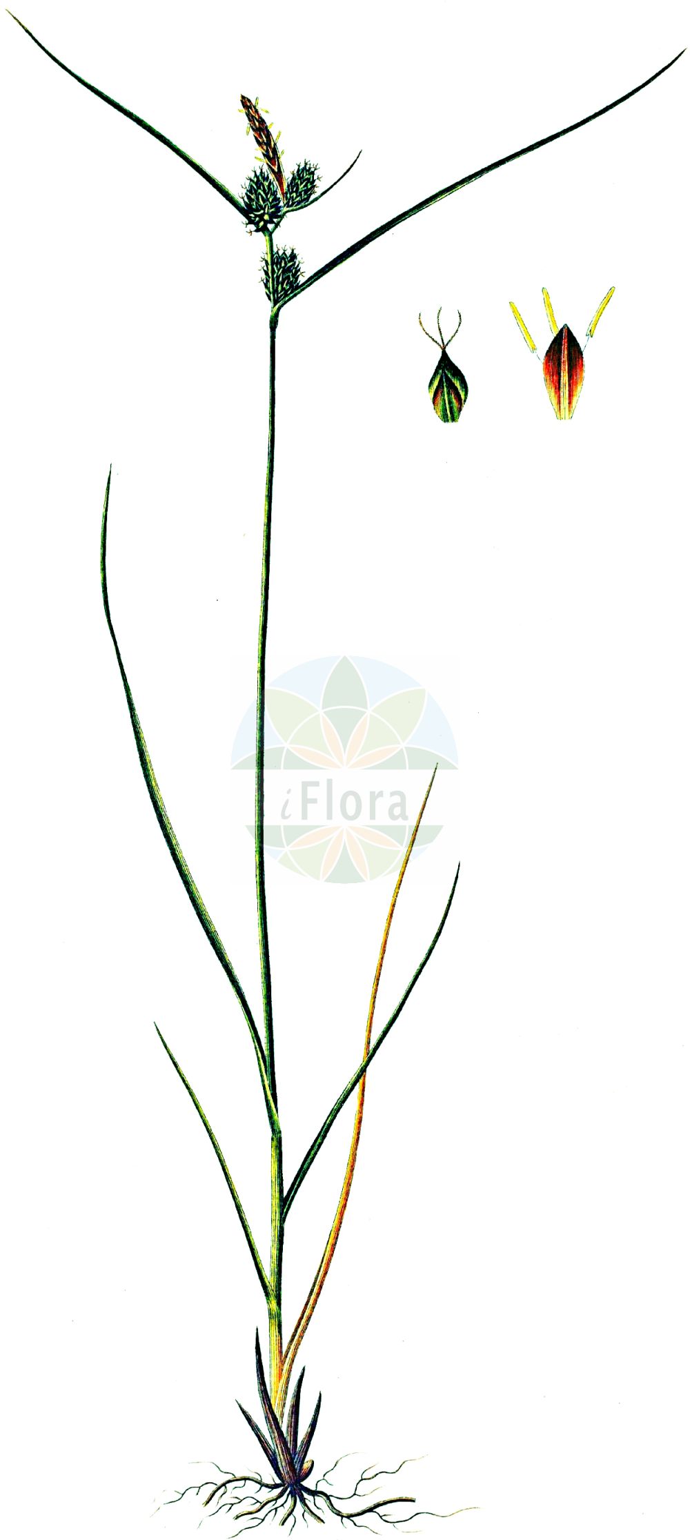 Historische Abbildung von Carex extensa (Strand-Segge - Long-bracted Sedge). Das Bild zeigt Blatt, Bluete, Frucht und Same. ---- Historical Drawing of Carex extensa (Strand-Segge - Long-bracted Sedge). The image is showing leaf, flower, fruit and seed.(Carex extensa,Strand-Segge,Long-bracted Sedge,Carex extensa,Strand-Segge,Ausgedehnte Segge,Long-bracted Sedge,Longbract Sedge,Saltmarsh Sedge,Carex,Segge,Sedge,Cyperaceae,Sauergräser,Sedge family,Blatt,Bluete,Frucht,Same,leaf,flower,fruit,seed,Oeder (1761-1883))