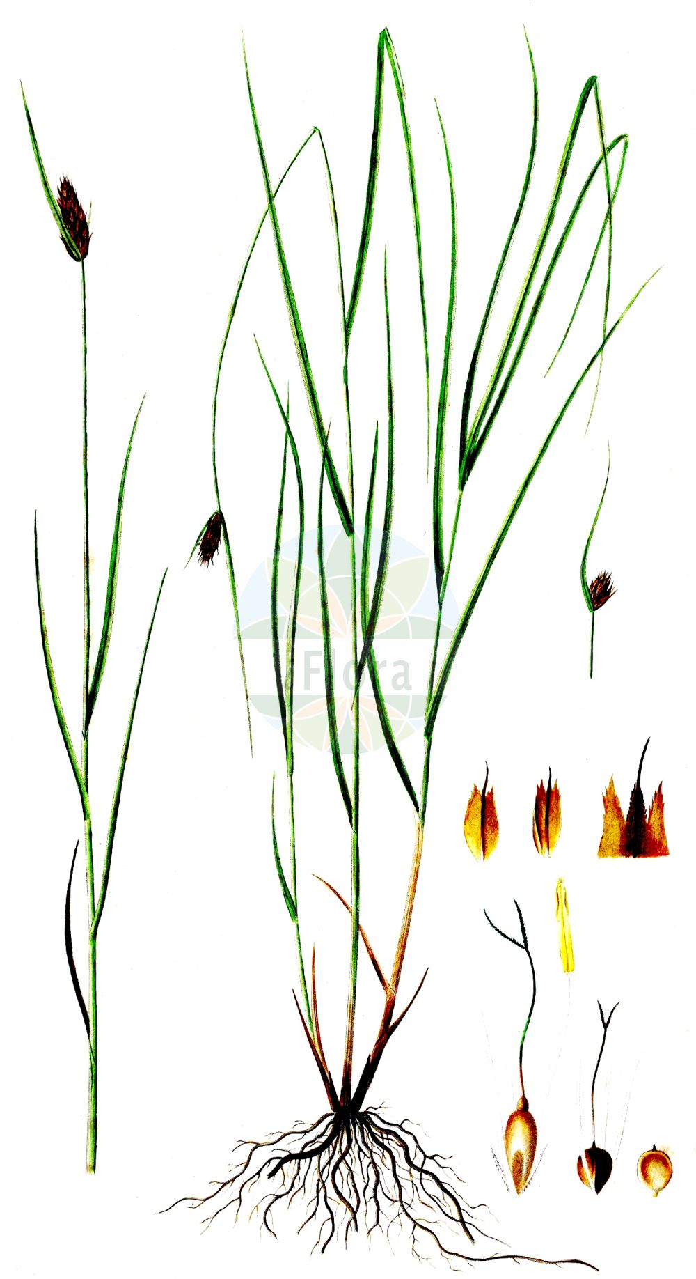 Bolboschoenus - Cyperaceae,Biota,Plantae,Pteridobiotina,Tracheophyta,Liliopsida,Poales,Cyperaceae,Bolboschoenus,Reigera, Scirpocyperus
