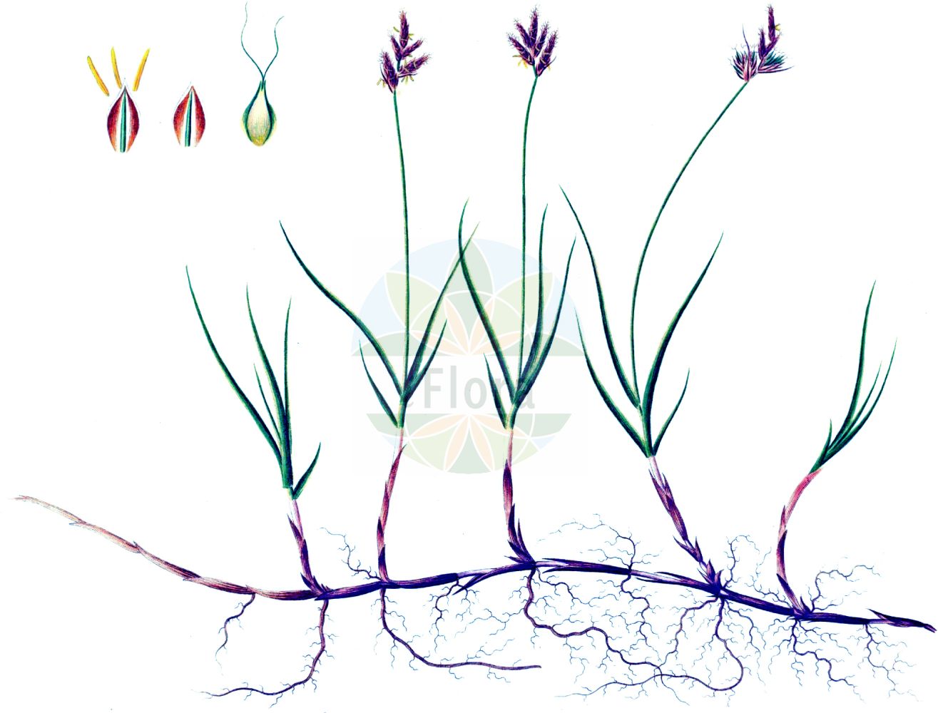 Historische Abbildung von Carex praecox (Frühe Segge - Spring Sedge). Das Bild zeigt Blatt, Bluete, Frucht und Same. ---- Historical Drawing of Carex praecox (Frühe Segge - Spring Sedge). The image is showing leaf, flower, fruit and seed.(Carex praecox,Frühe Segge,Spring Sedge,Carex aristata,Carex curvata,Carex praecox,Carex schreberi,Carex velenovskyi,Vignea praecox,Fruehe Segge,Gekruemmte Fruehe Segge,Gekruemmte Segge,Gewoehnliche Fruehe Segge,Spring Sedge,Carex,Segge,Sedge,Cyperaceae,Sauergräser,Sedge family,Blatt,Bluete,Frucht,Same,leaf,flower,fruit,seed,Oeder (1761-1883))