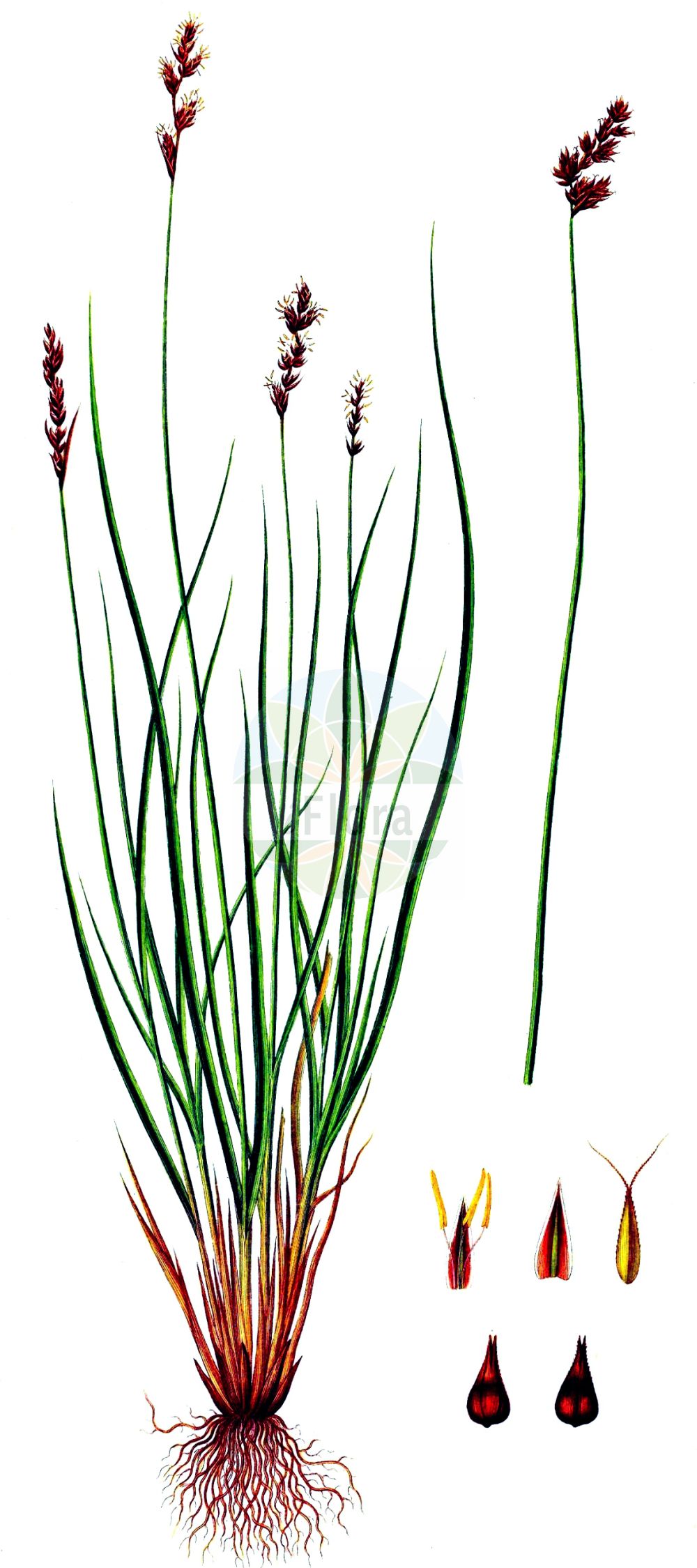 Historische Abbildung von Carex diandra (Draht-Segge - Lesser Tussock-Sedge). Das Bild zeigt Blatt, Bluete, Frucht und Same. ---- Historical Drawing of Carex diandra (Draht-Segge - Lesser Tussock-Sedge). The image is showing leaf, flower, fruit and seed.(Carex diandra,Draht-Segge,Lesser Tussock-Sedge,Carex diandra,Carex teretiuscula,Vignea diandra,Draht-Segge,Lesser Tussock-Sedge,Lesser Panicled Sedge,Carex,Segge,Sedge,Cyperaceae,Sauergräser,Sedge family,Blatt,Bluete,Frucht,Same,leaf,flower,fruit,seed,Oeder (1761-1883))